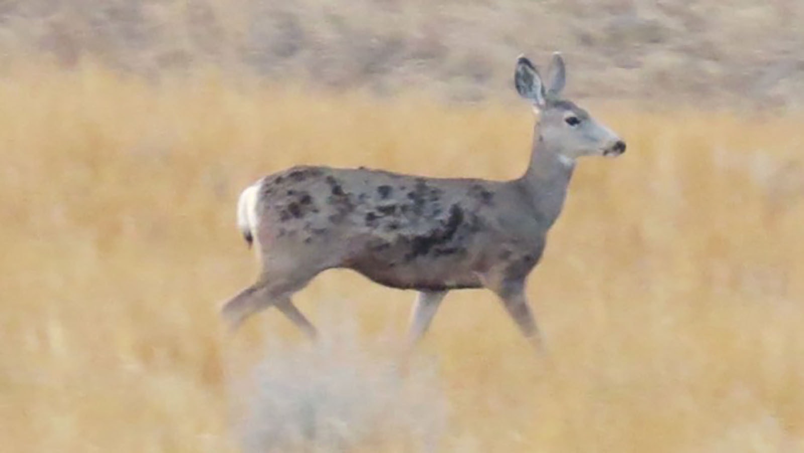 This mule deer doe showed up Oct. 7 on Dave Paullin’s rural property near Sheridan. The burn marks on her flank indicate the she barely outran the massive Elk Fire, which exploded across eight miles the night before.