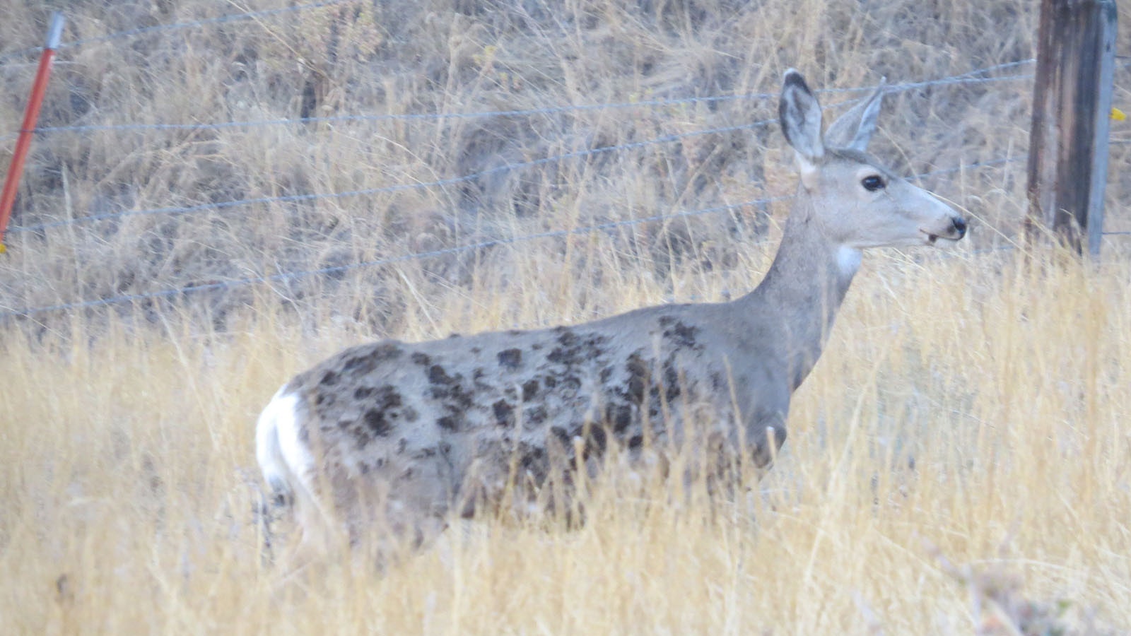 This mule deer doe showed up Oct. 7 on Dave Paullin’s rural property near Sheridan. The burn marks on her flank indicate the she barely outran the massive Elk Fire, which exploded across eight miles the night before.