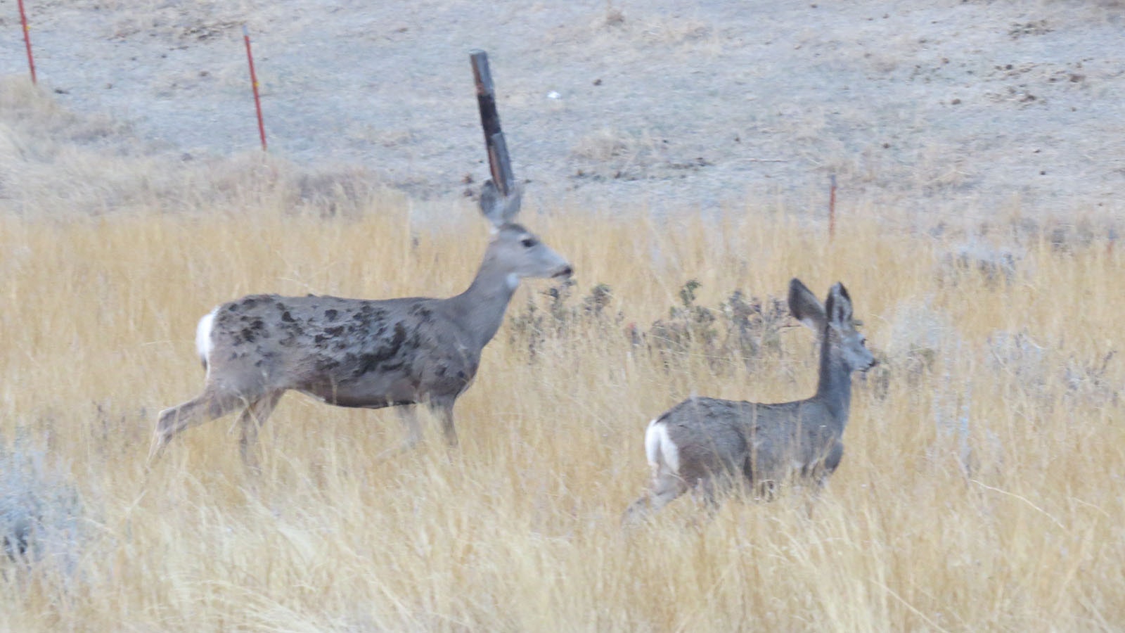 This mule deer doe showed up Oct. 7 on Dave Paullin’s rural property near Sheridan. The burn marks on her flank indicate the she barely outran the massive Elk Fire, which exploded across eight miles the night before.