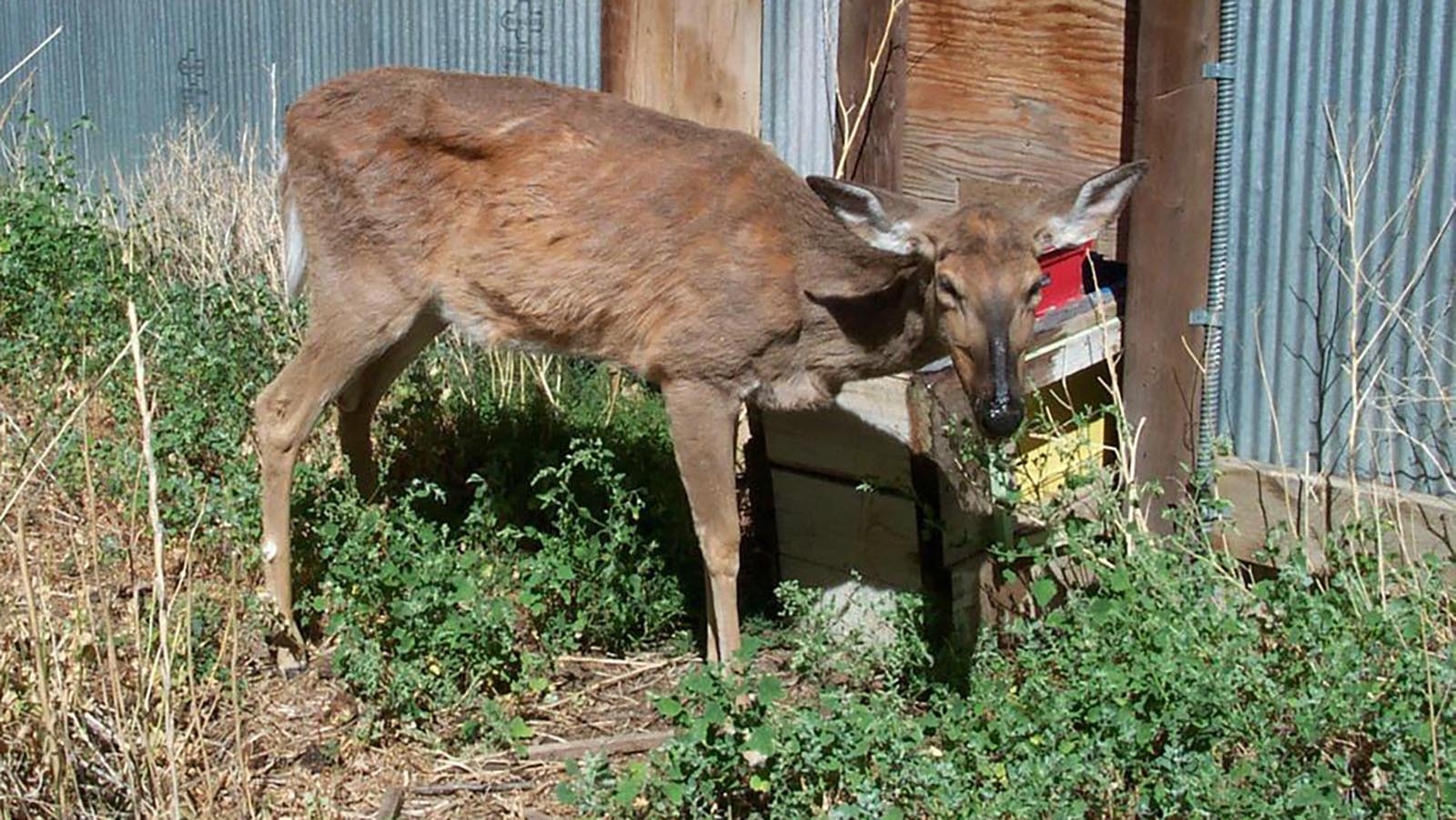 A Wyoming deer showing the signs of having chronic wasting disease.