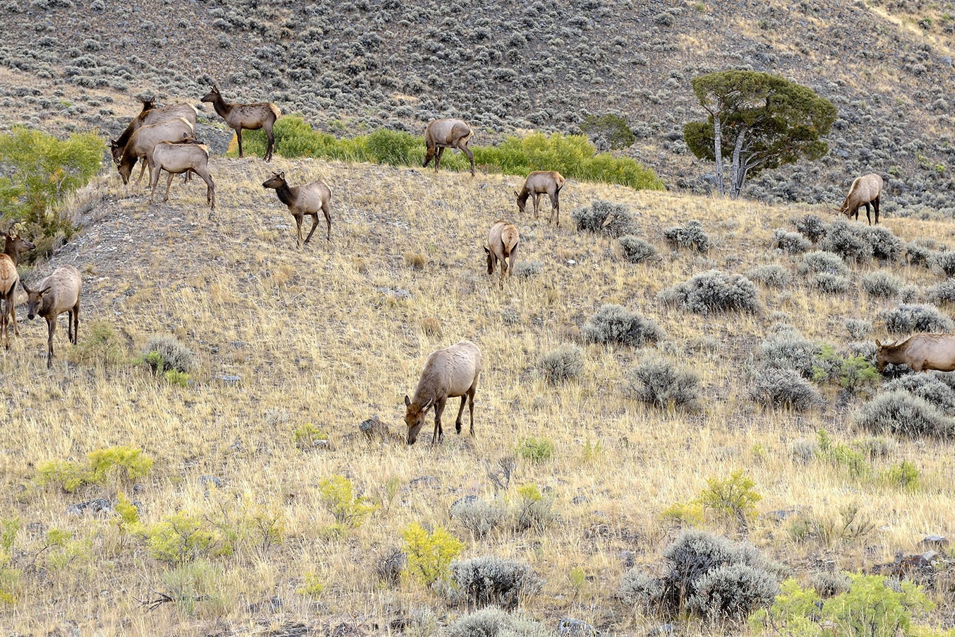 Deer herd in wyoming 5 31 23