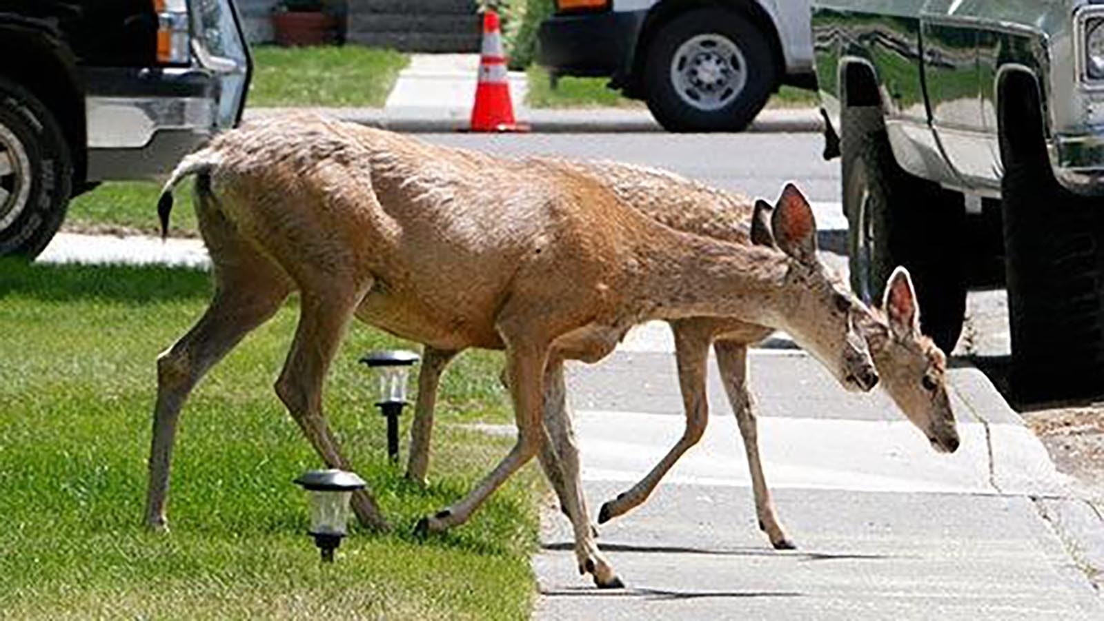 A pair of deer walk through the city of Cody, Wyoming. A man is facing 18 charges for allegedly killing nine deer from an urban herd of deer in the city and leaving their carcasses around town.