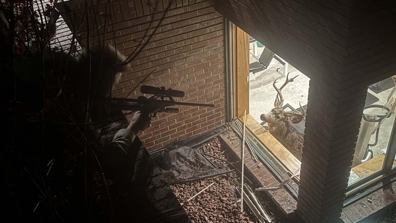A pair of brawling mule deer bucks crashed through a plate glass window and ended up in the basement exercise room of a suburban Denver home Sunday. They were tranquilized, hauled out by firefighters and set free again.