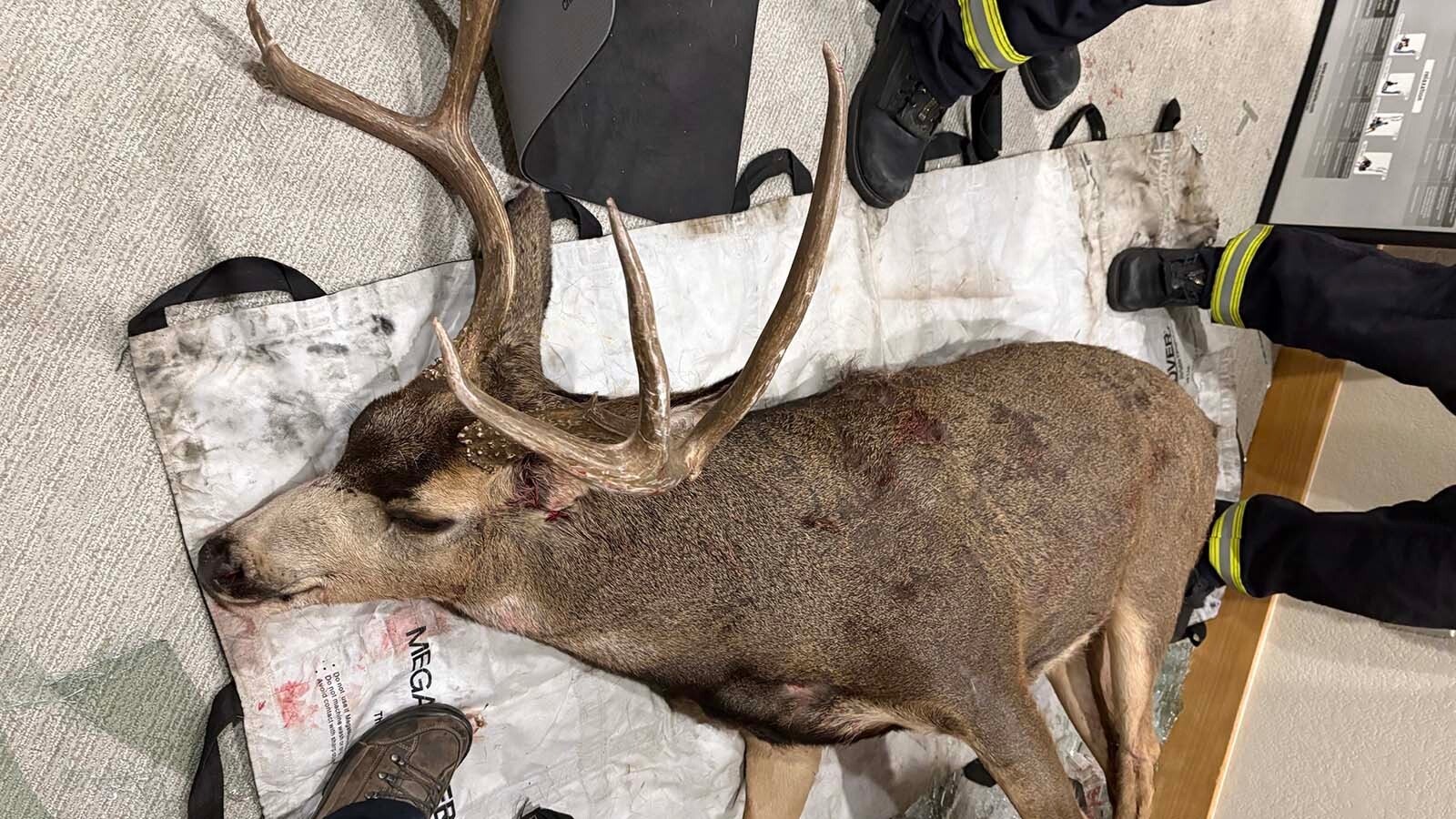 A pair of brawling mule deer bucks crashed through a plate glass window and ended up in the basement exercise room of a suburban Denver home Sunday. They were tranquilized, hauled out by firefighters and set free again.