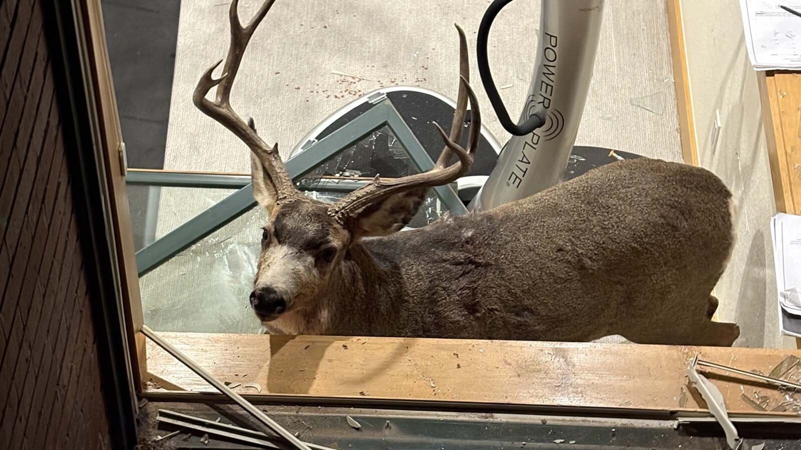 A pair of brawling mule deer bucks crashed through a plate glass window and ended up in the basement exercise room of a suburban Denver home Sunday. They were tranquilized, hauled out by firefighters and set free again.