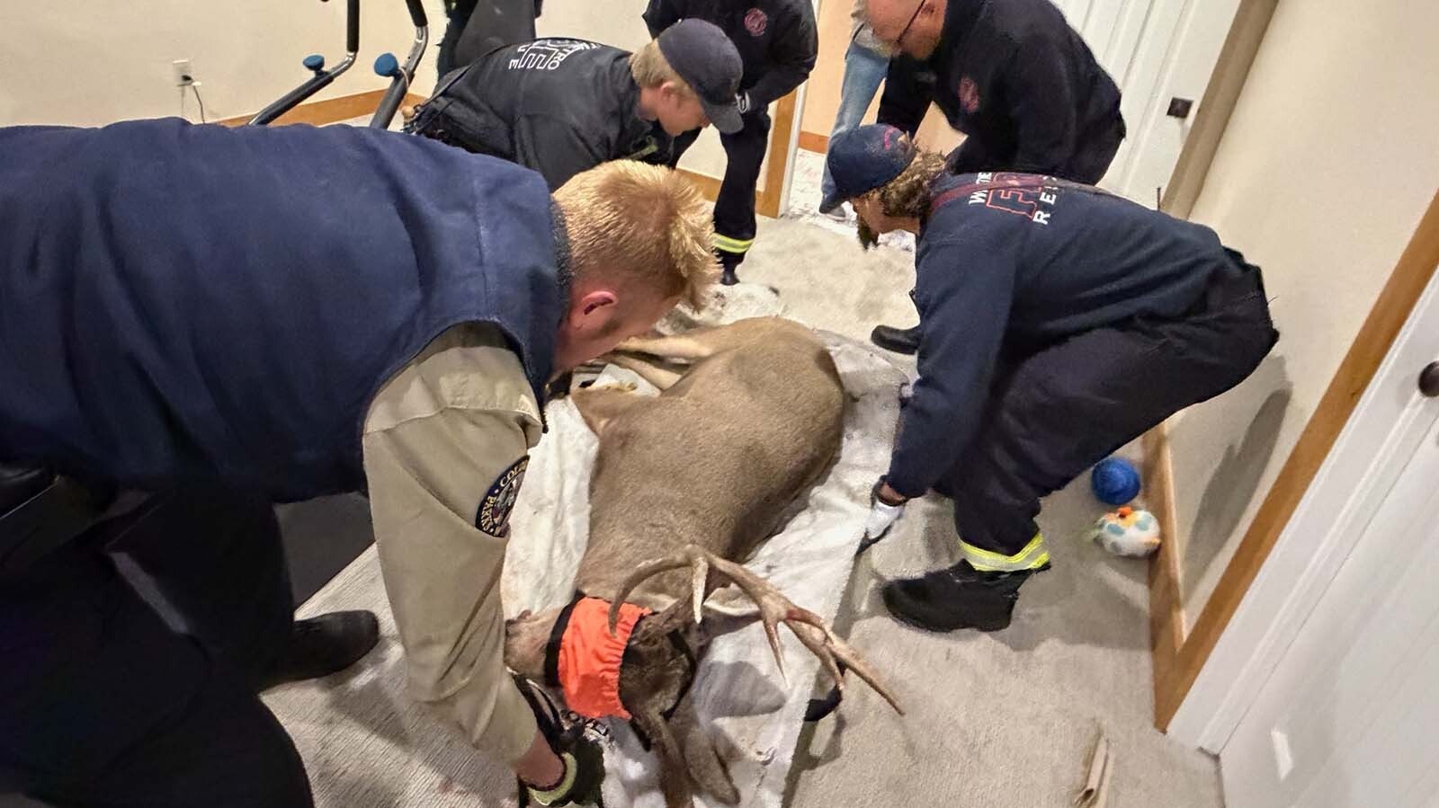 A pair of brawling mule deer bucks crashed through a plate glass window and ended up in the basement exercise room of a suburban Denver home Sunday. They were tranquilized, hauled out by firefighters and set free again.
