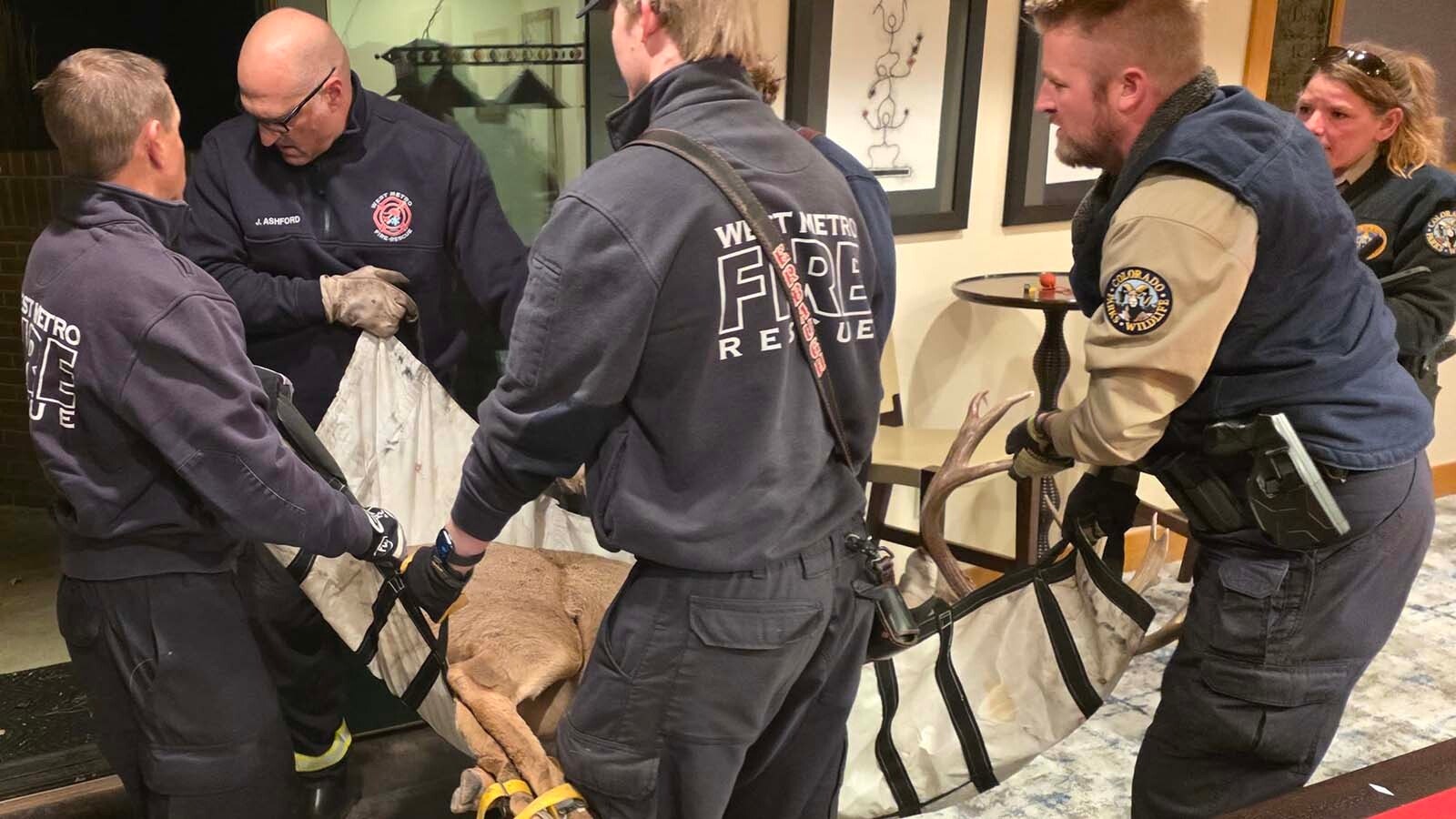 A pair of brawling mule deer bucks crashed through a plate glass window and ended up in the basement exercise room of a suburban Denver home Sunday. They were tranquilized, hauled out by firefighters and set free again.