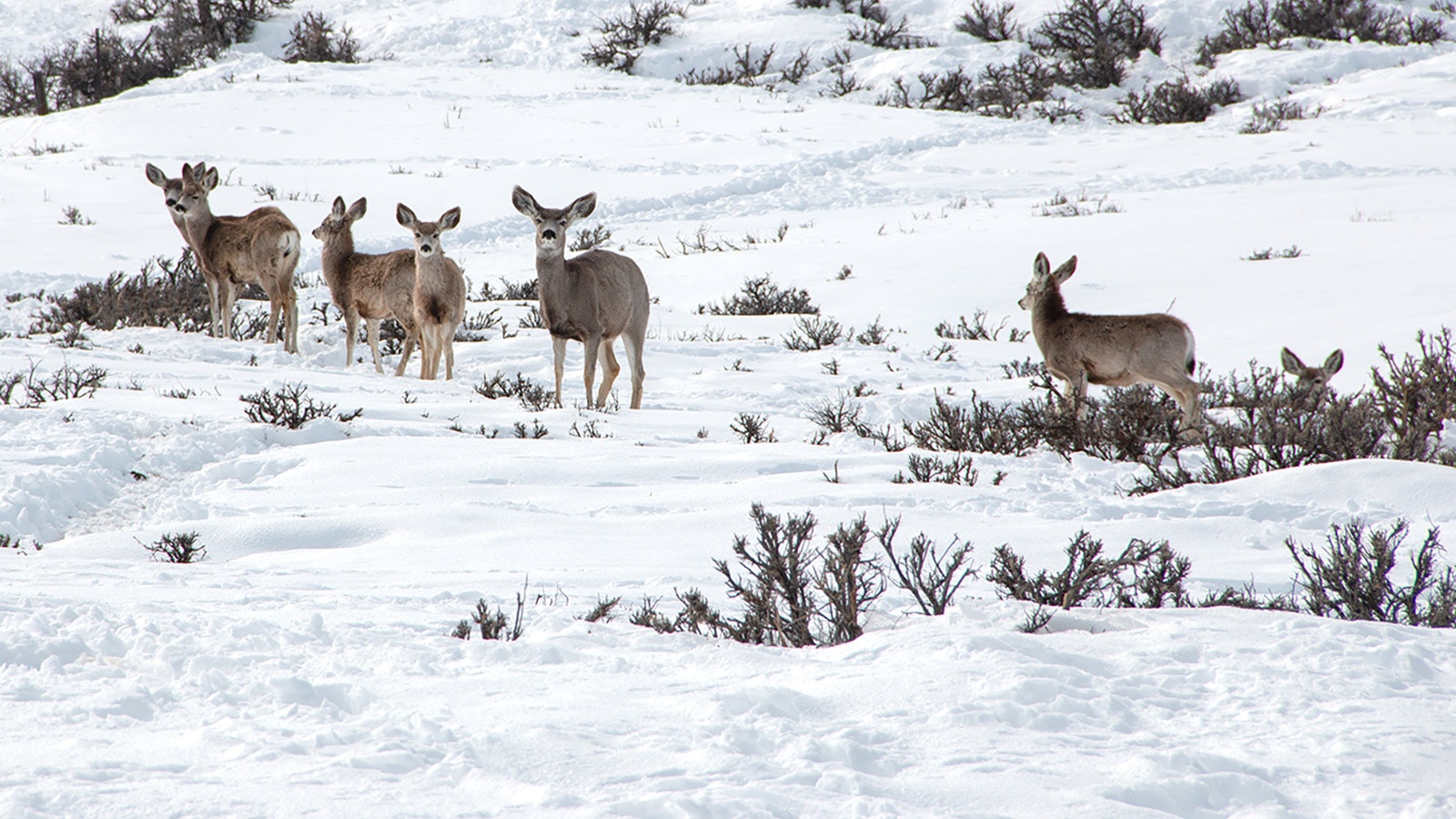 Wyoming Game and Fish Department said it's difficult deciding when, or if, to feed deer during the winter.