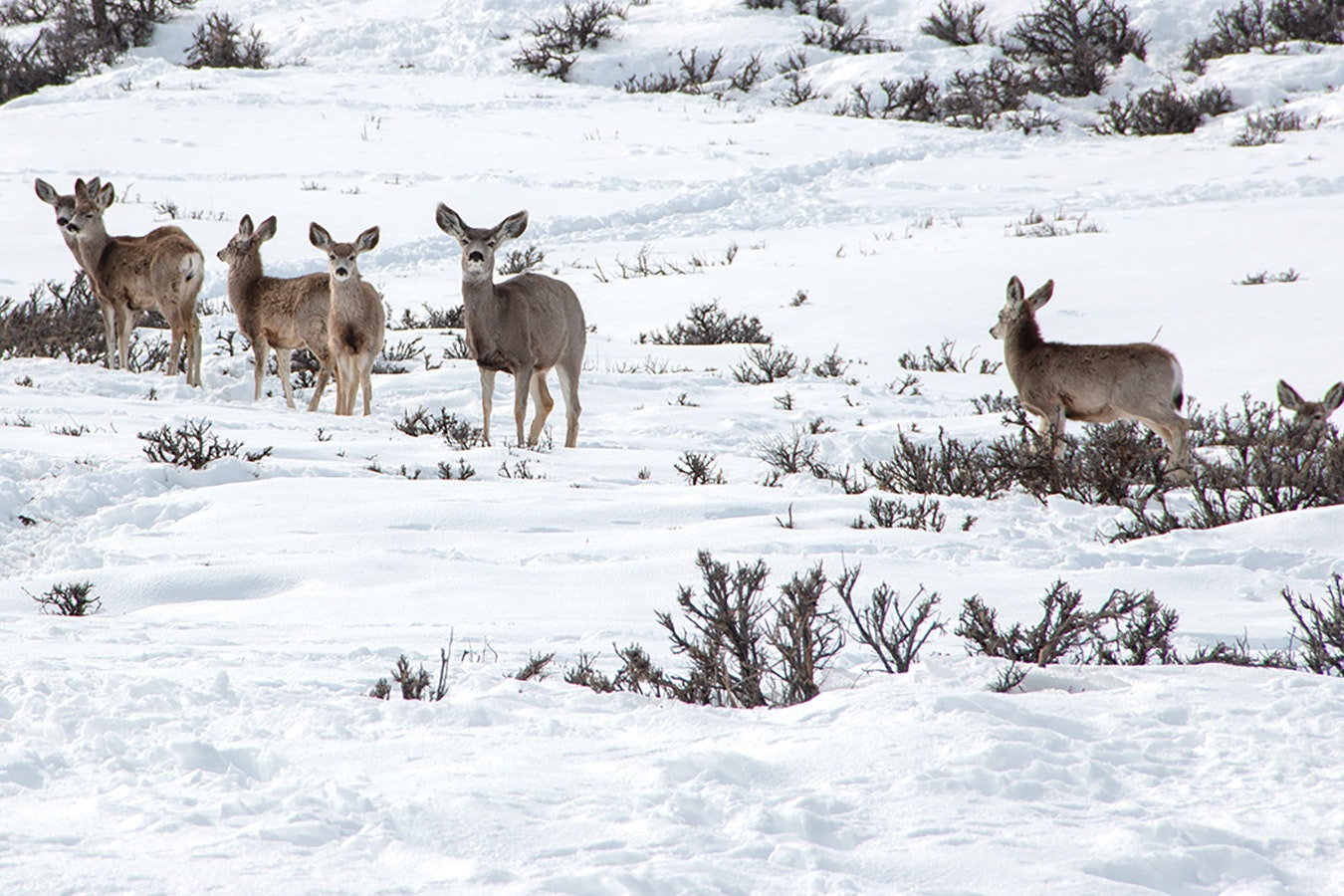 Wyoming Game and Fish Department said it's difficult deciding when, or if, to feed deer during the winter.