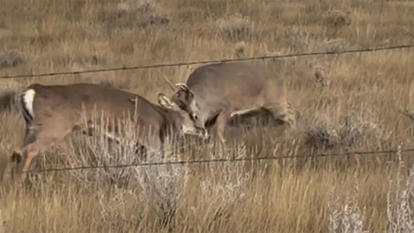 Story resident Brad Jones had to duck behind his pickup after the rutting white-tailed deer he was watching took their fight to him Sunday. Late fall is rutting season for Wyoming's deer, which makes them more reckless, dangerous, and stupid.