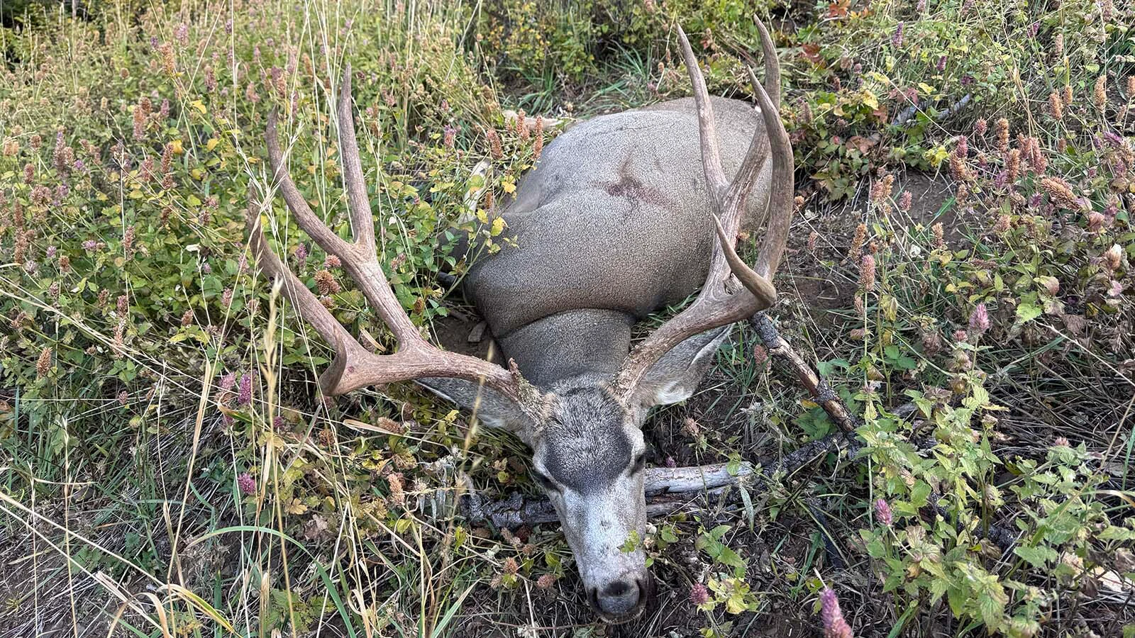 Dakota Smith bagged this trophy-sized mule deer buck deep in the backcountry near Star Valley, only to have its head, antlers, and cape go missing the next day. He suspects it was stolen.