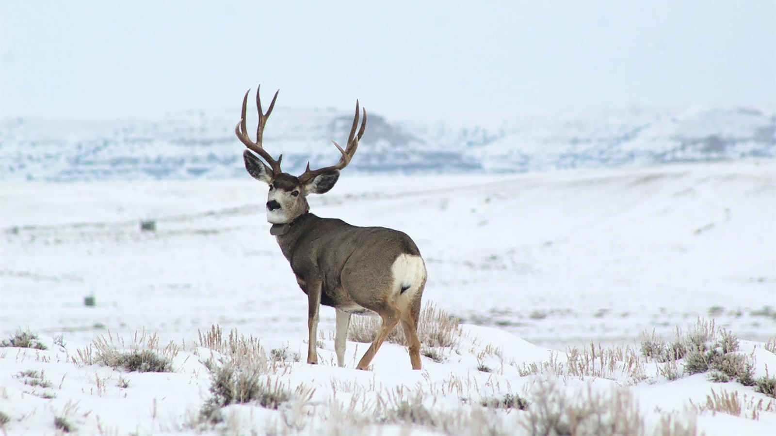 This mule deer buck was recently outfitted with a Wyoming Game and Fish Department radio collar in the Upper Green River Basin, one of the areas hardest hit by winterkill.