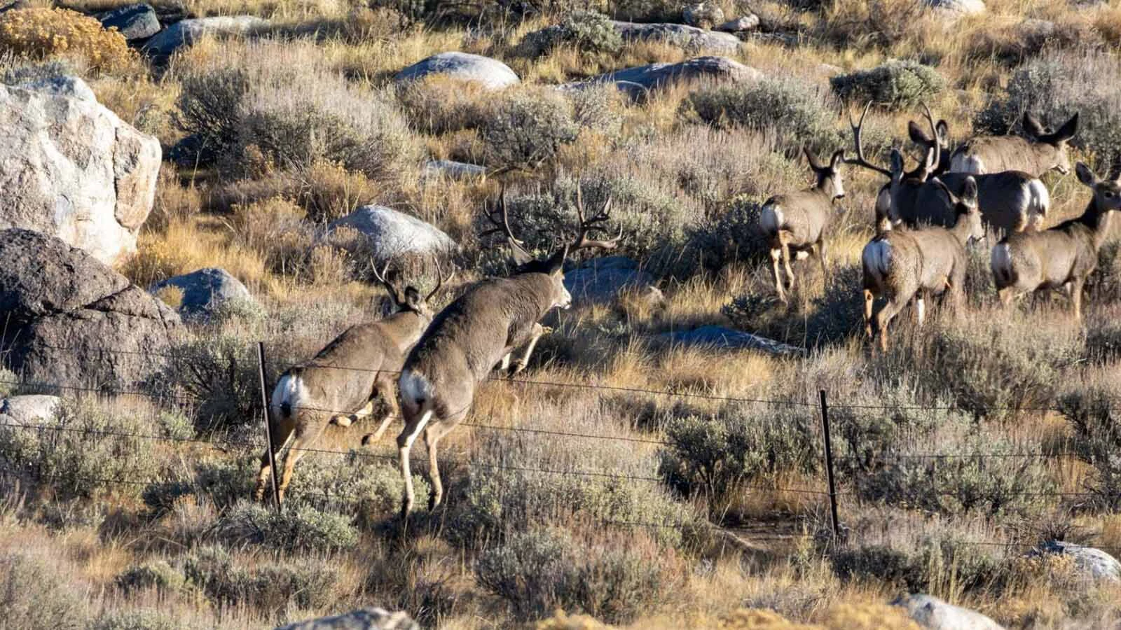 Mule deer are pictured here on the move alongside Elkhart Road near Pinedale. Deer advocates say a proposed new trail system in the area would disrupt the animals’ migration.