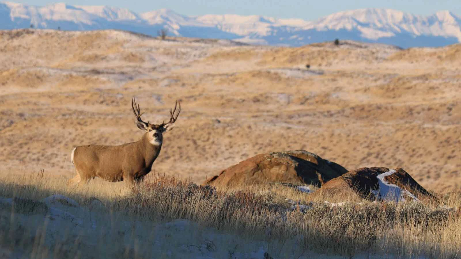 A mule deer buck is pictured near Pinedale. Deer advocates worry that a proposed new trail system in the area will disrupt the animals’ migration routes and winter range.