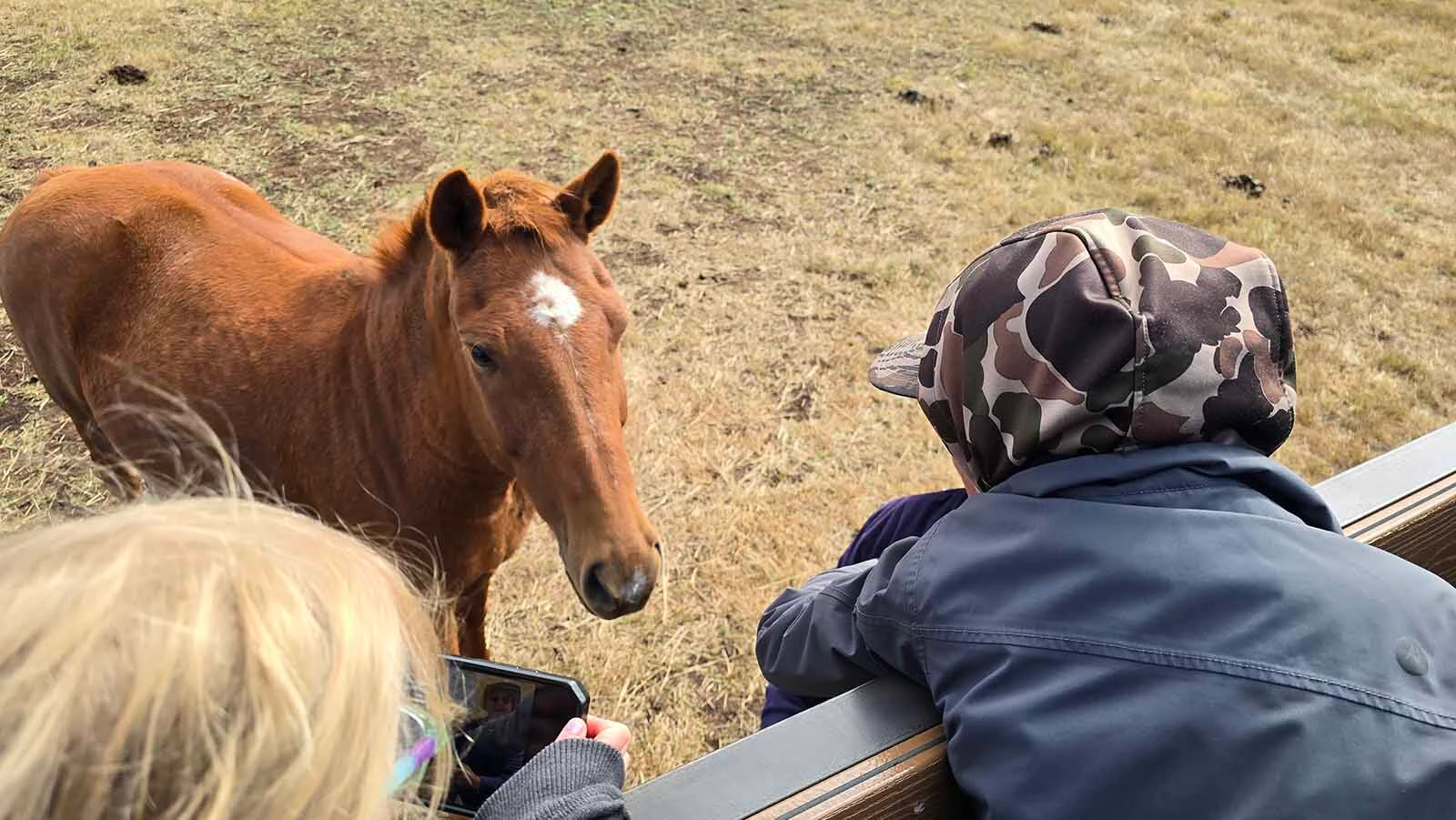The horse that tamed the herd at Deerwood Ranch is one of those rare, older wild mustangs who will approach people.
