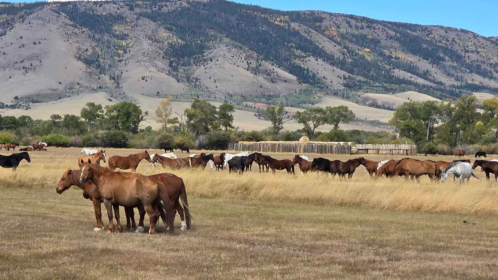 Deerwood Ranch is home to about 350 unadoptable wild mustang horses. The ranch also holds regular adoption events for younger horses.