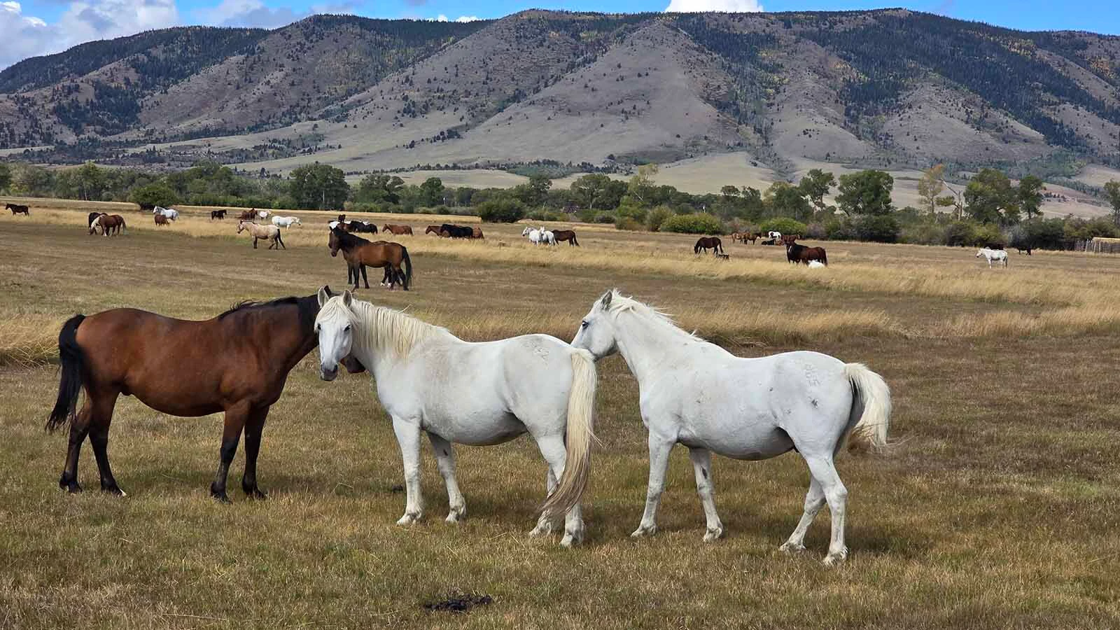 Many of the wild horses on Deerwood Ranch seem to hang out in groups of three.