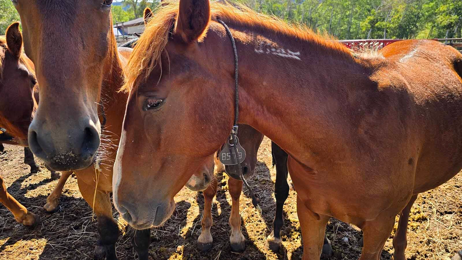 Each mustang that is adoptable wears a collar with a number on it. The nonadoptable mustangs have numbers branded to their rear.