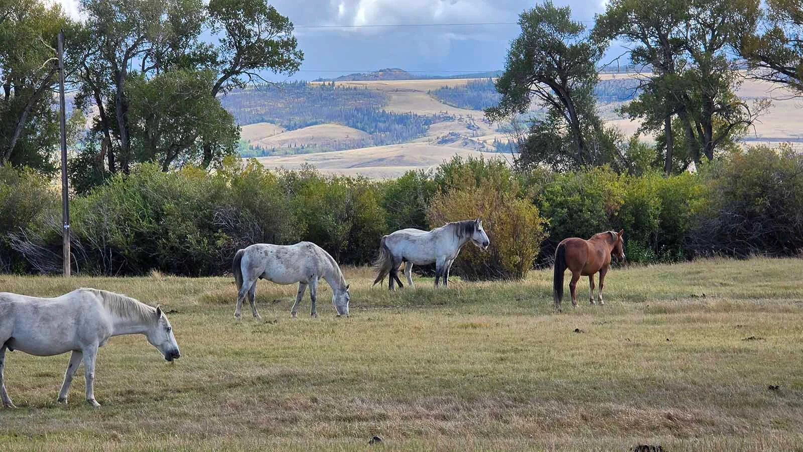 The 350 unadoptable wild mustangs that live on the Deerwood Ranch have a beautiful valley home that's surrounded by the Snowy Range.