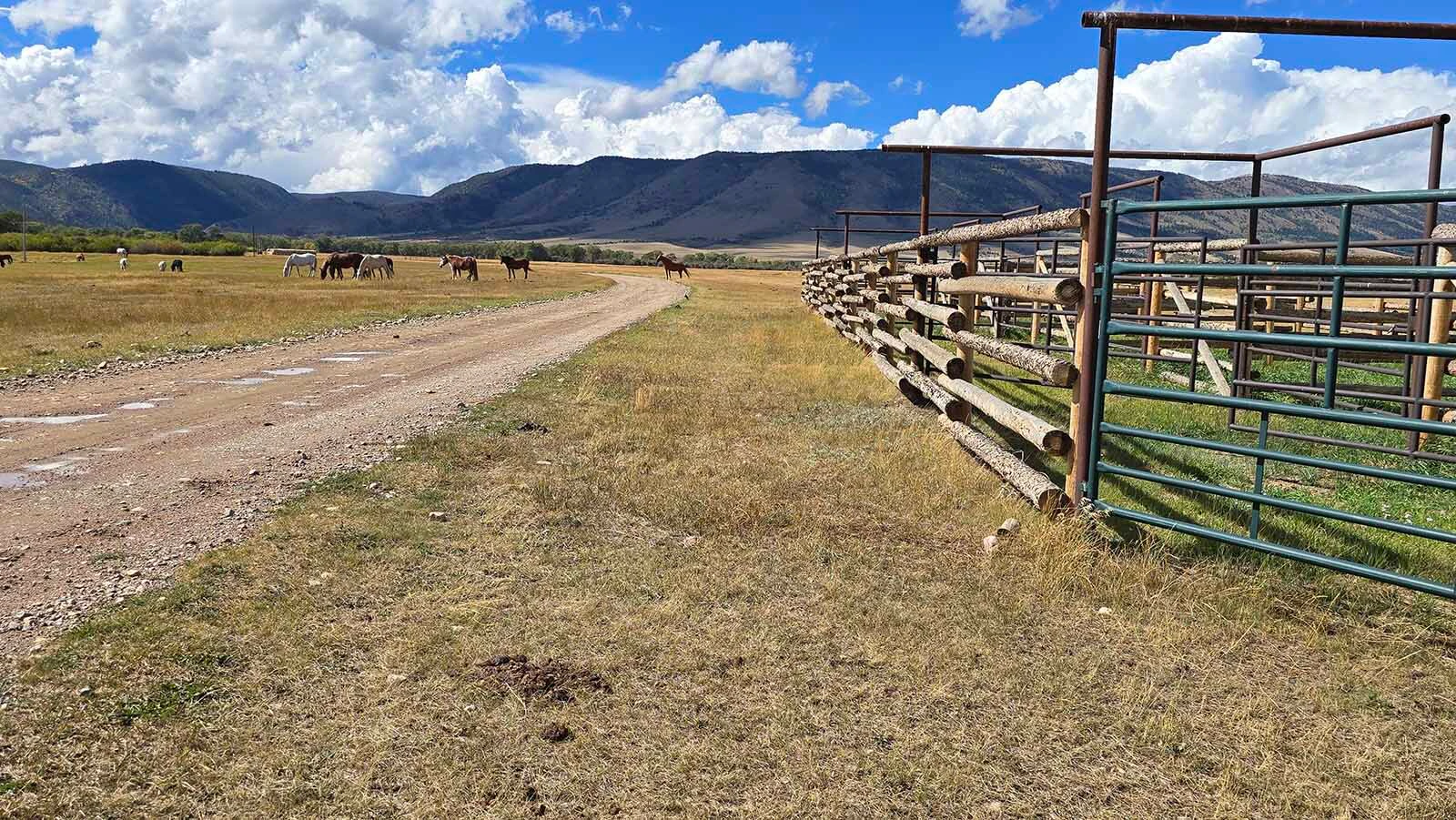 Sorting pens at right, and herds of wild mustangs grazing at left on the Deerwood Ranch.