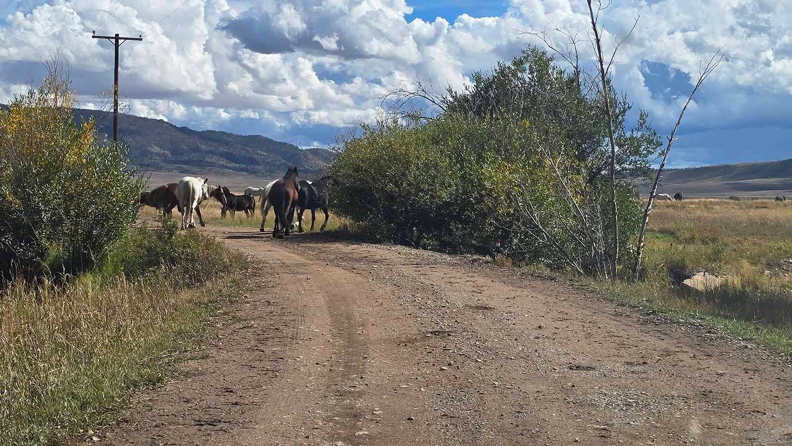 Visitors to Deerwood Ranch frequently have to stop and wait for the horses to pass by.