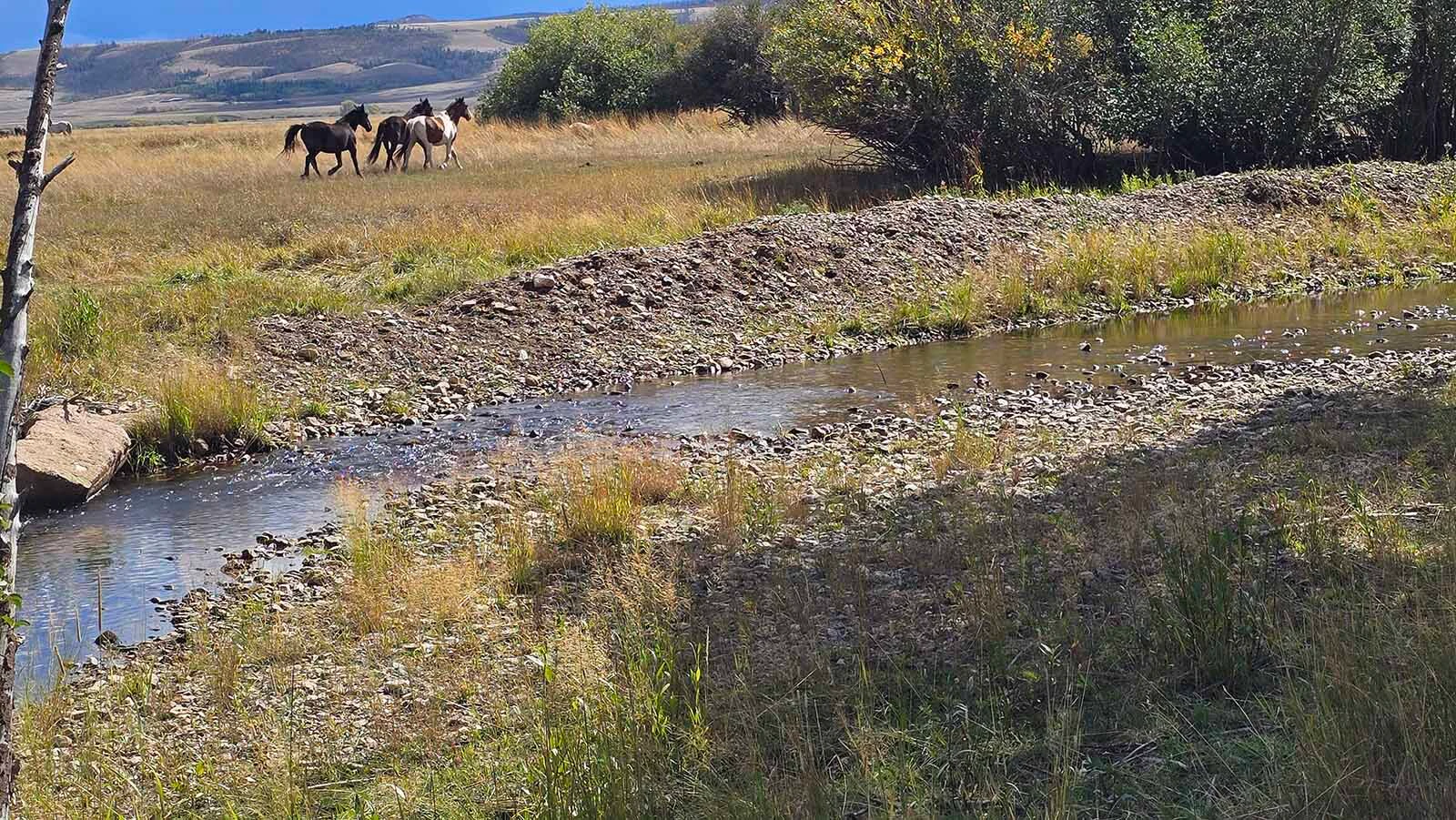 These horses took off for the woods immediately after spotting this reporter. They were already pretty far away, but put a lot more distance on.