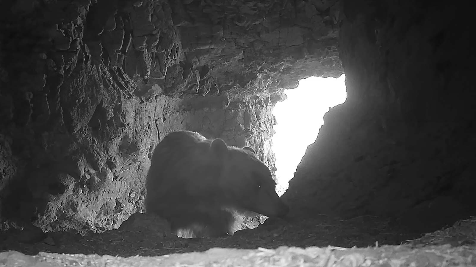 Wildlife filmmaker Casey Anderson set motion-activated cameras in two grizzly dens north of Yellowstone National Park in 2015. He finally recovered the cameras during the summer of 2025, and found they’d captured images of numerous wild animals.