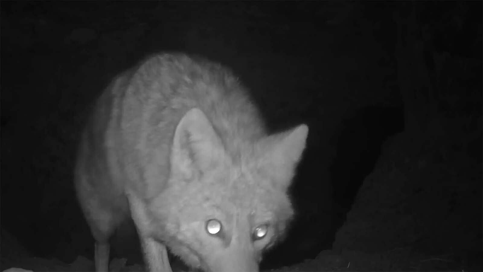 Wildlife filmmaker Casey Anderson set motion-activated cameras in two grizzly dens north of Yellowstone National Park in 2015. He finally recovered the cameras during the summer of 2025, and found they’d captured images of numerous wild animals.