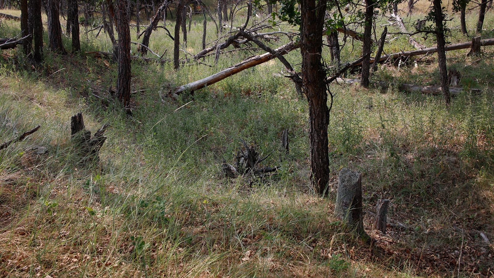 Two years after her kidnapping, Denise Clinton's remains were discovered by Dick Shaw and Mike Kelly in a ravine on private ranch land off the access road to Devils Tower.