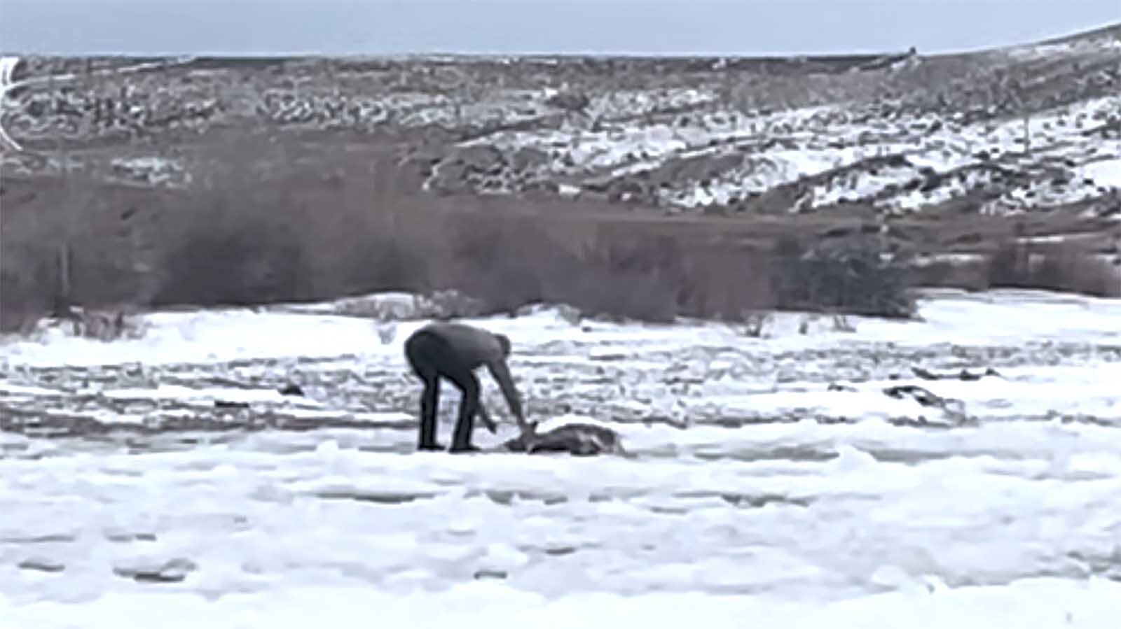 Sublette County Deputy Jason Overbaugh plunged into the icy New Fork River near Big Piney on New Year’s Day to rescue a trapped mule deer doe and fawn. Ally Cogburn spotted the struggling animals, and both survived Overbaugh's heroic effort.