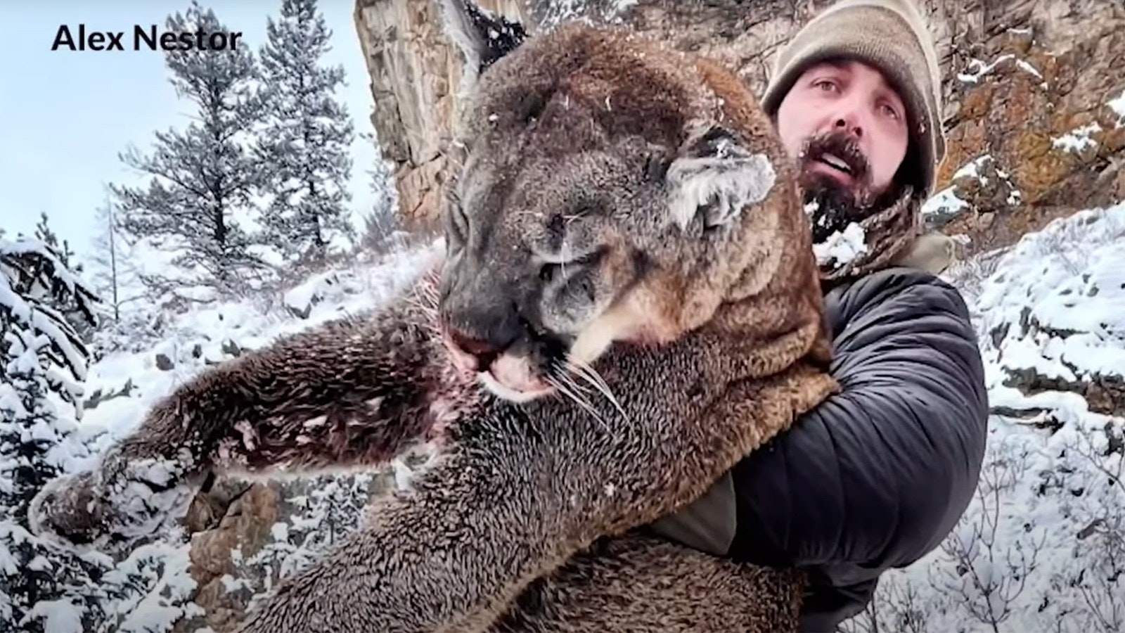 Derek Wolf mountain lion 1 23 23