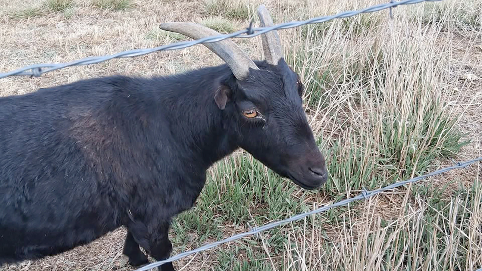 Diablo the goat roams the Wyodak power plant property east of Gillette and likes to greet visitors at the fence line.