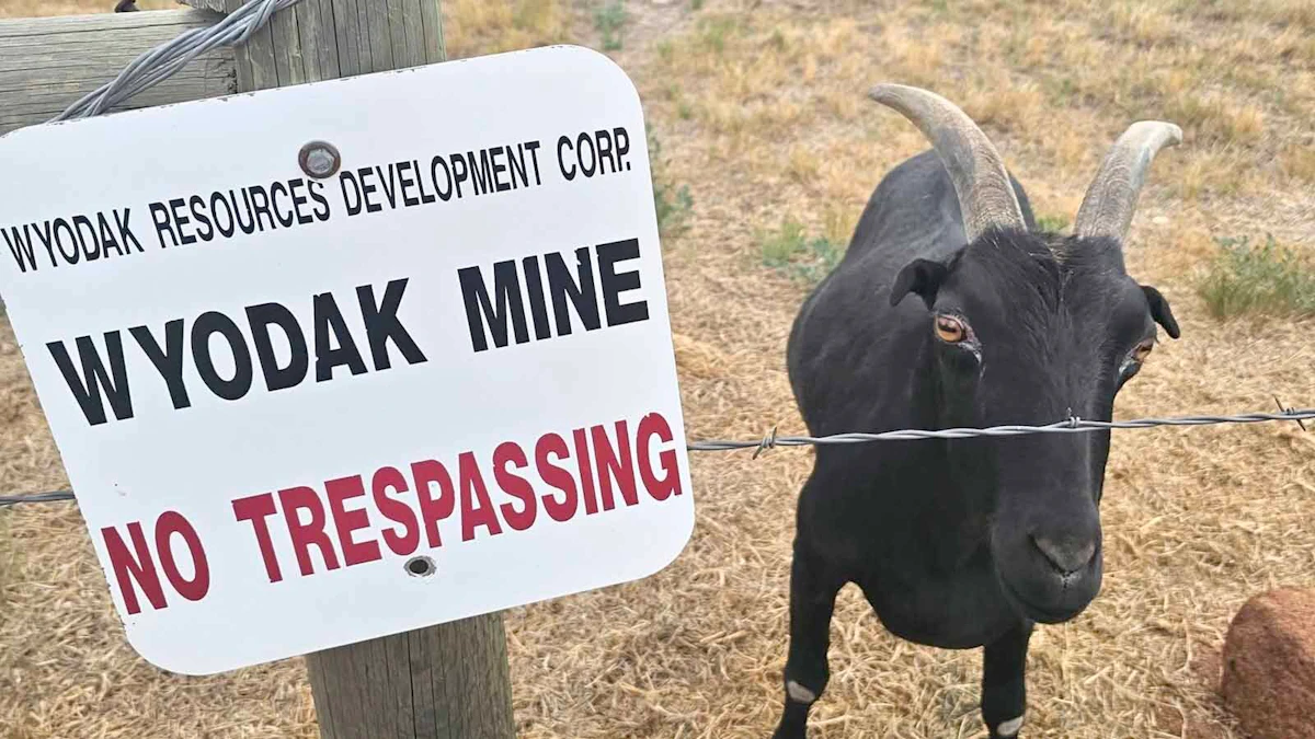 People Won’t Stop Feeding Diablo As Gillette’s Famous Roadside Goat Gets Fatter