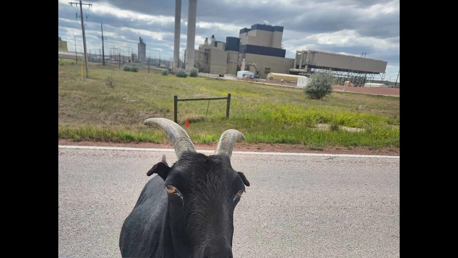 Diablo, a goat that lives on the grounds of the Wyodak Power Plant near Gillette, has become a local celebrity. People stop on the road to give him scratches and snacks — although that's discouraged as the unofficial mascot people call "Goatalope" grows older and fatter.