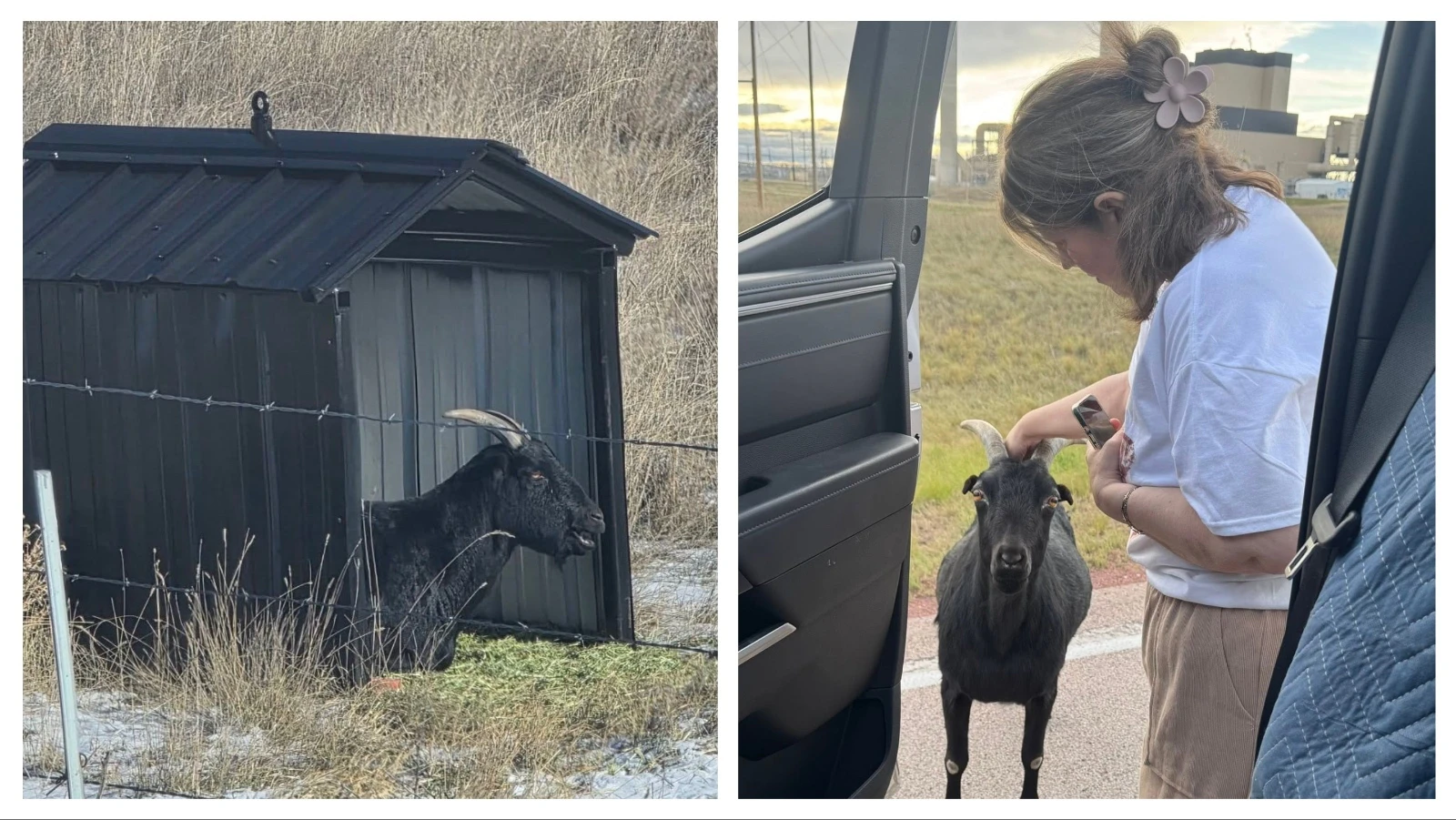 Diablo, a goat that lives on the grounds of the Wyodak Power Plant near Gillette, has become a local celebrity. People stop on the road to give him scratches and snacks — although that's discouraged as the unofficial mascot people call "Goatalope" grows older and fatter.