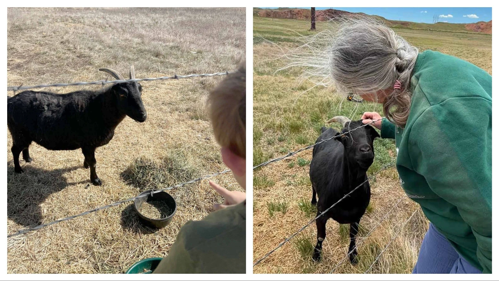 Diablo, a goat that lives on the grounds of the Wyodak Power Plant near Gillette, has become a local celebrity. People stop on the road to give him scratches and snacks — although that's discouraged as the unofficial mascot people call "Goatalope" grows older and fatter.
