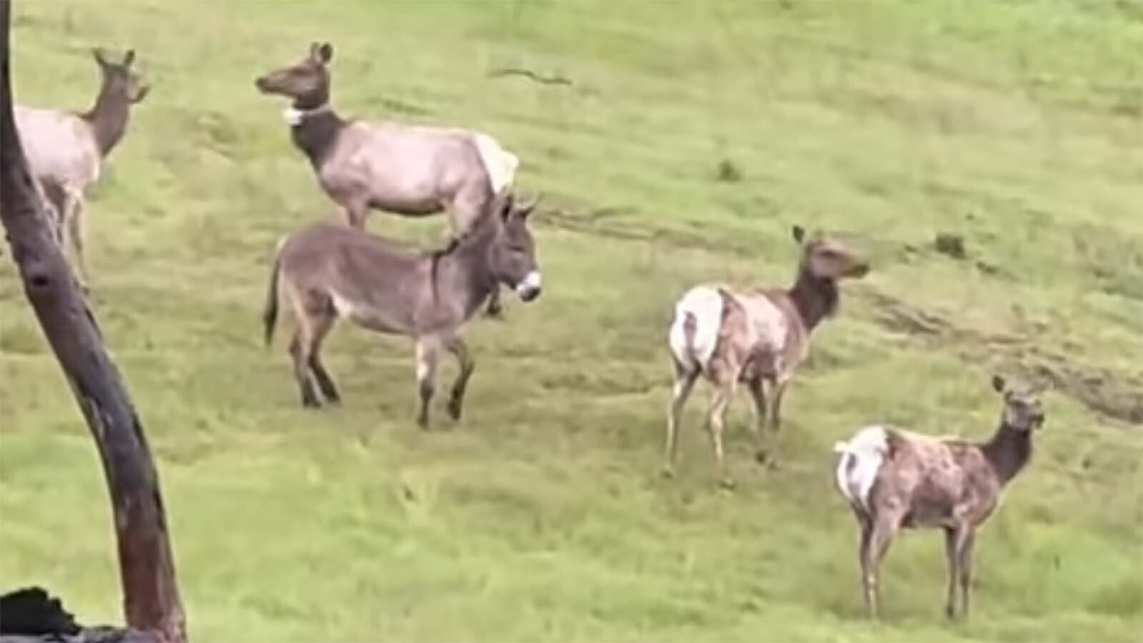Diesel the donkey ran away from his home five years ago and turned up again this spring when a hunter captured this video of him living with a herd of elk in California. Despite numerous online rumors, Diesel isn't from Wyoming and was never in the Cowboy State.