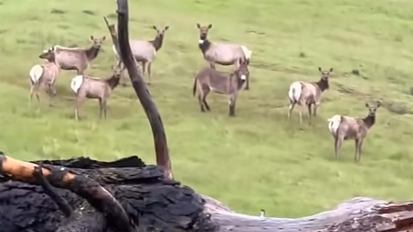 Diesel the donkey ran away from his home five years ago and turned up again this spring when a hunter captured this video of him living with a herd of elk in California. Despite numerous online rumors, Diesel isn't from Wyoming and was never in the Cowboy State.