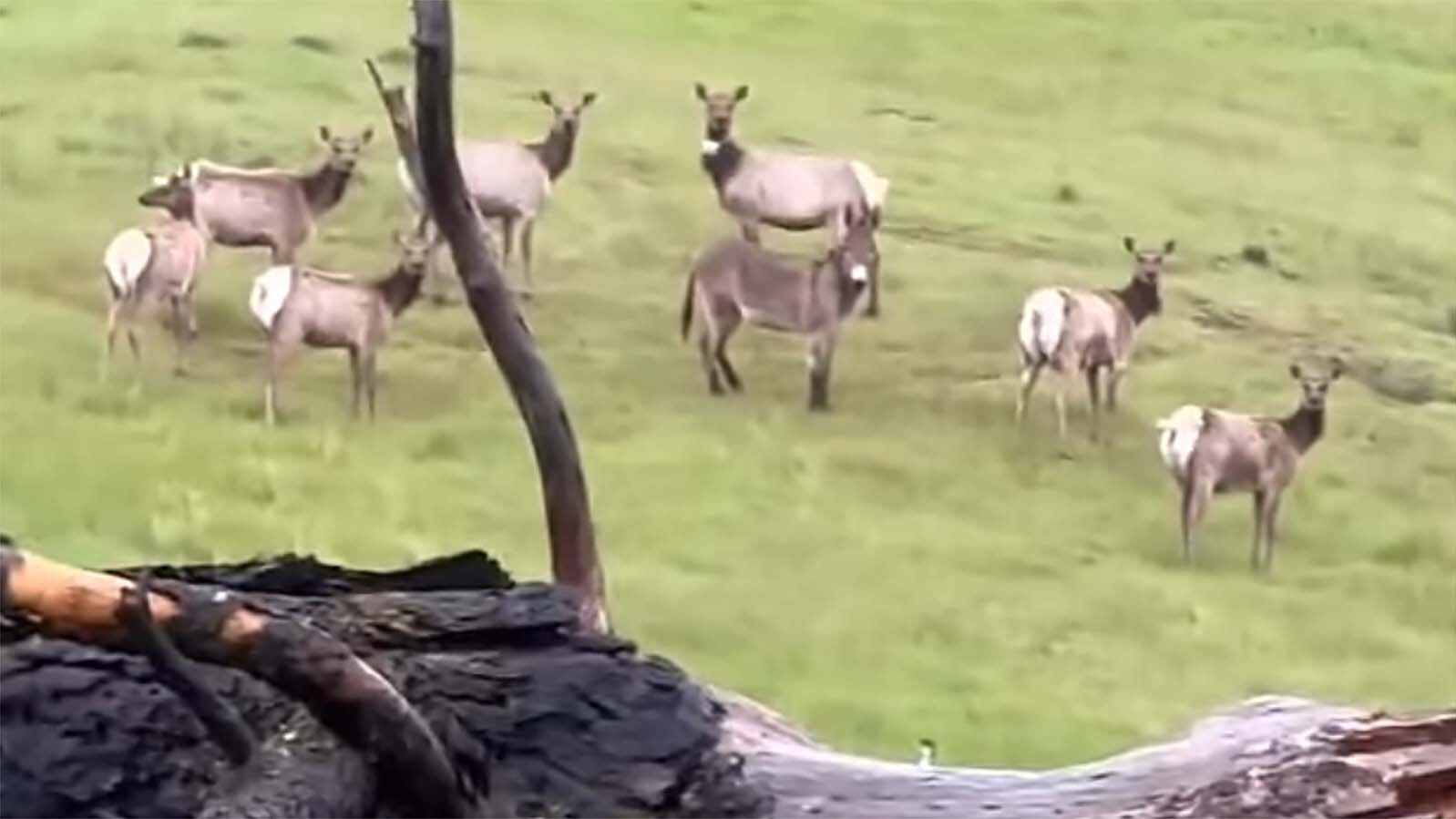 Diesel the donkey ran away from his home five years ago and turned up again this spring when a hunter captured this video of him living with a herd of elk in California. Despite numerous online rumors, Diesel isn't from Wyoming and was never in the Cowboy State.