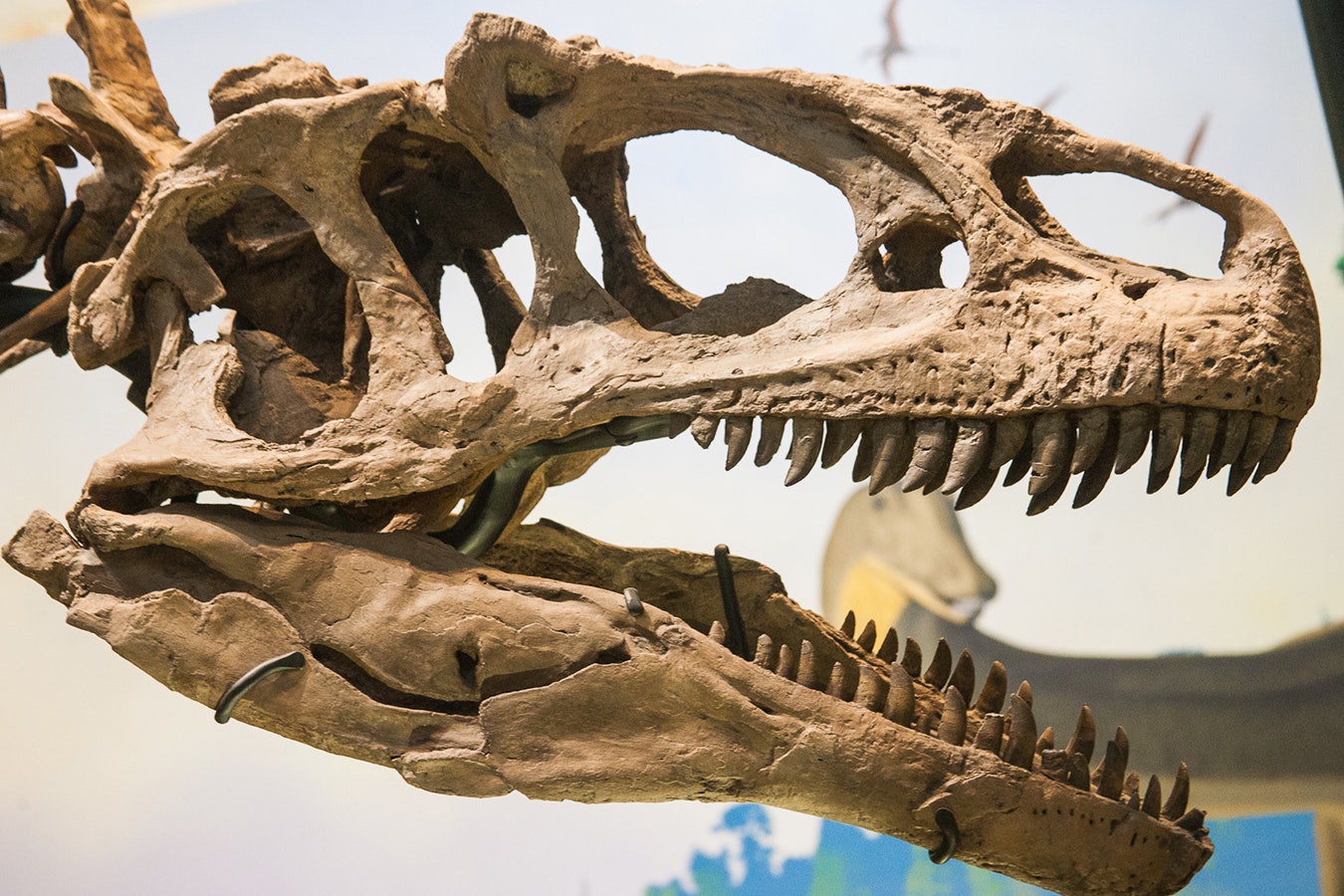 The bite marks of carnivorous Wyoming dinosaurs, like the Allosaurus, are telling scientists a lot about how they lived and died millions of years ago.