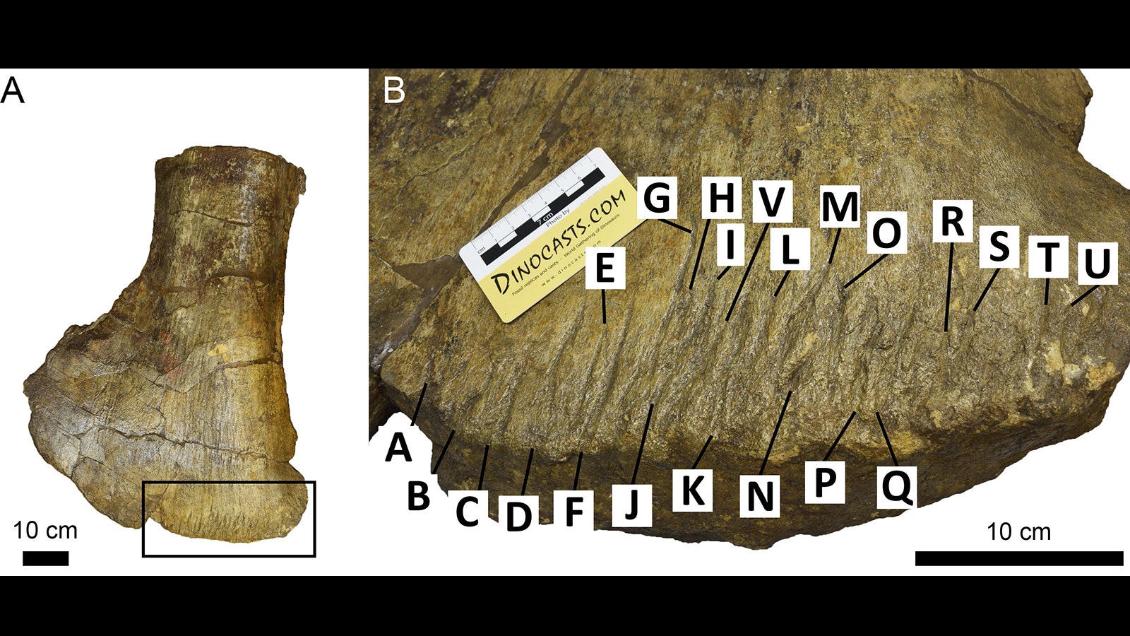 Scapula of Camarasaurus supremus showing bite traces (A) a saruopod scapula; and close up (B) that shows bite traces that follow the preferred orientation along the distal margin of the bone.