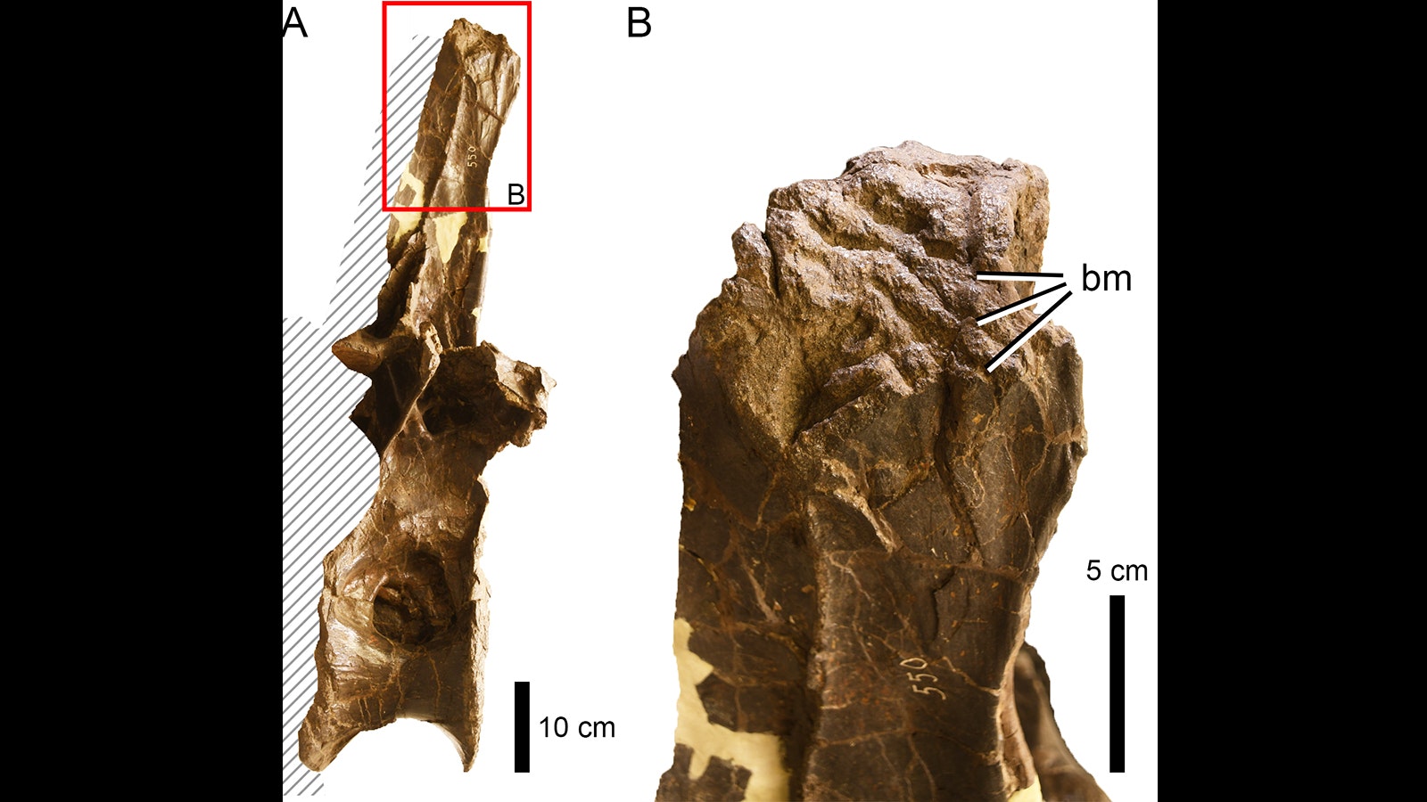 Bite traces on a sauropod neural spine.
