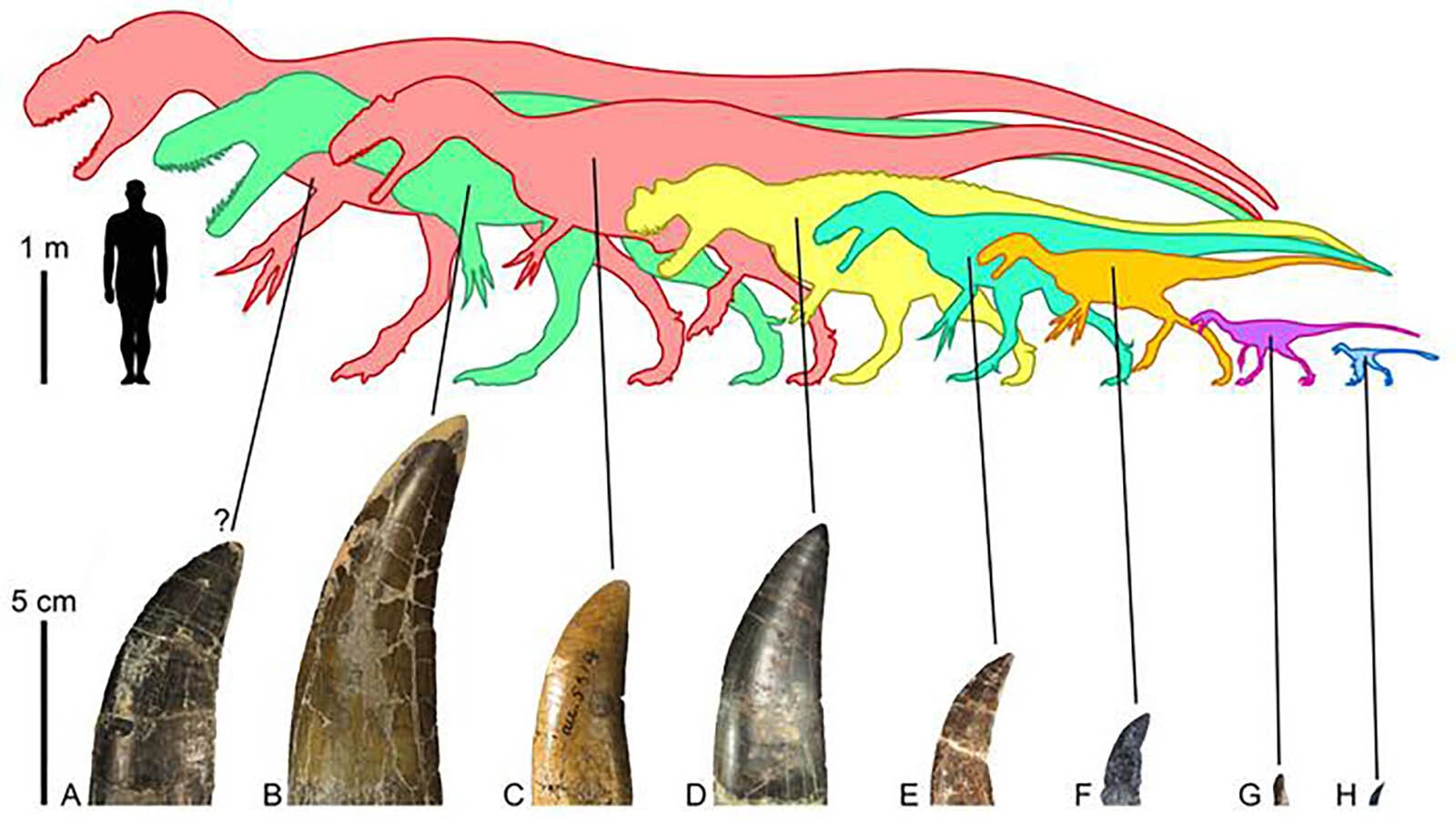 This diagram shows the tooth crowns of dinosaur theropods found in the Morrison Formation.