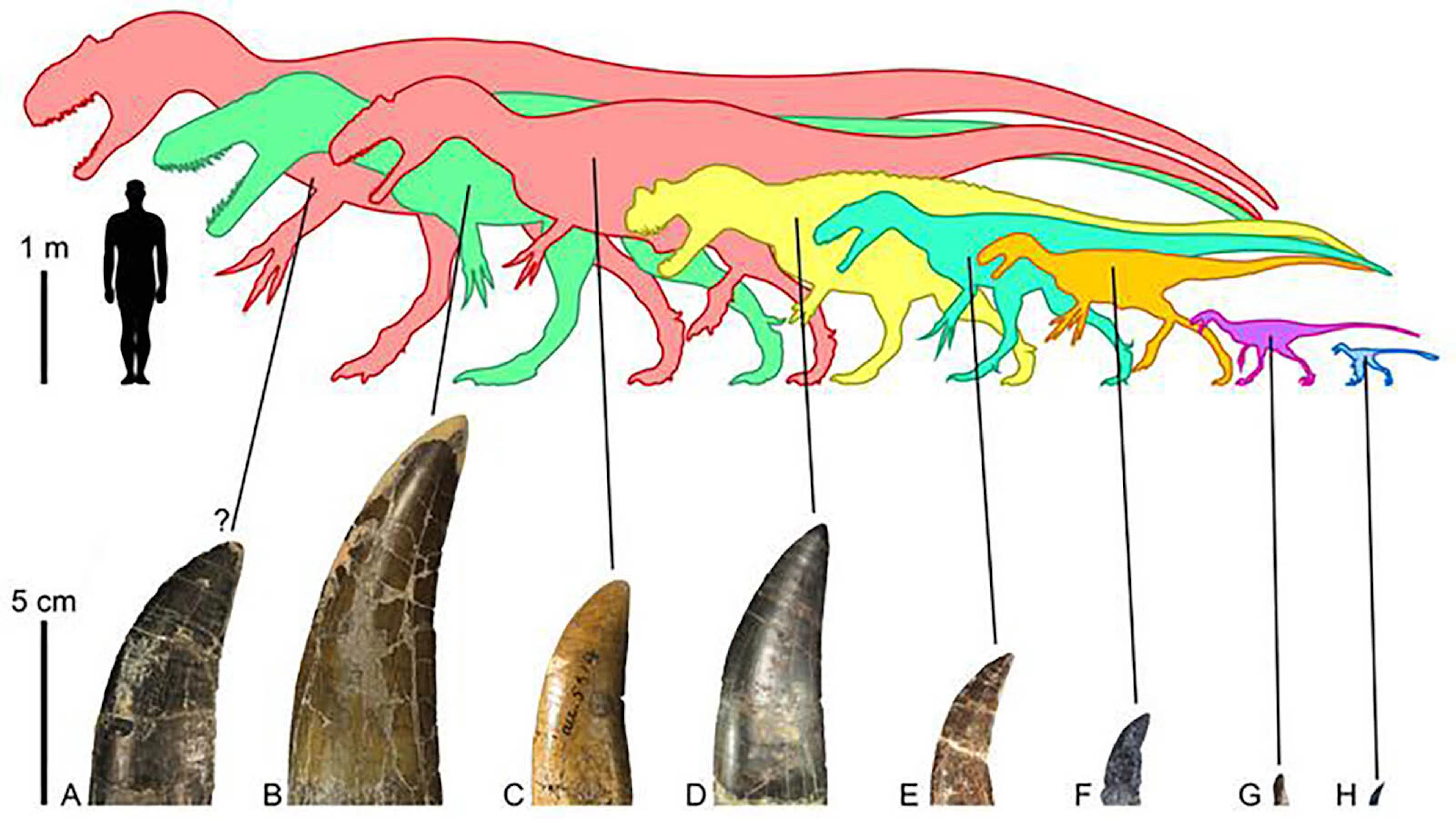 Dinosaur Tooth Scan Bite Marks On Bones Show Wyoming’s Largest Dinosaurs Lived Fast And ...