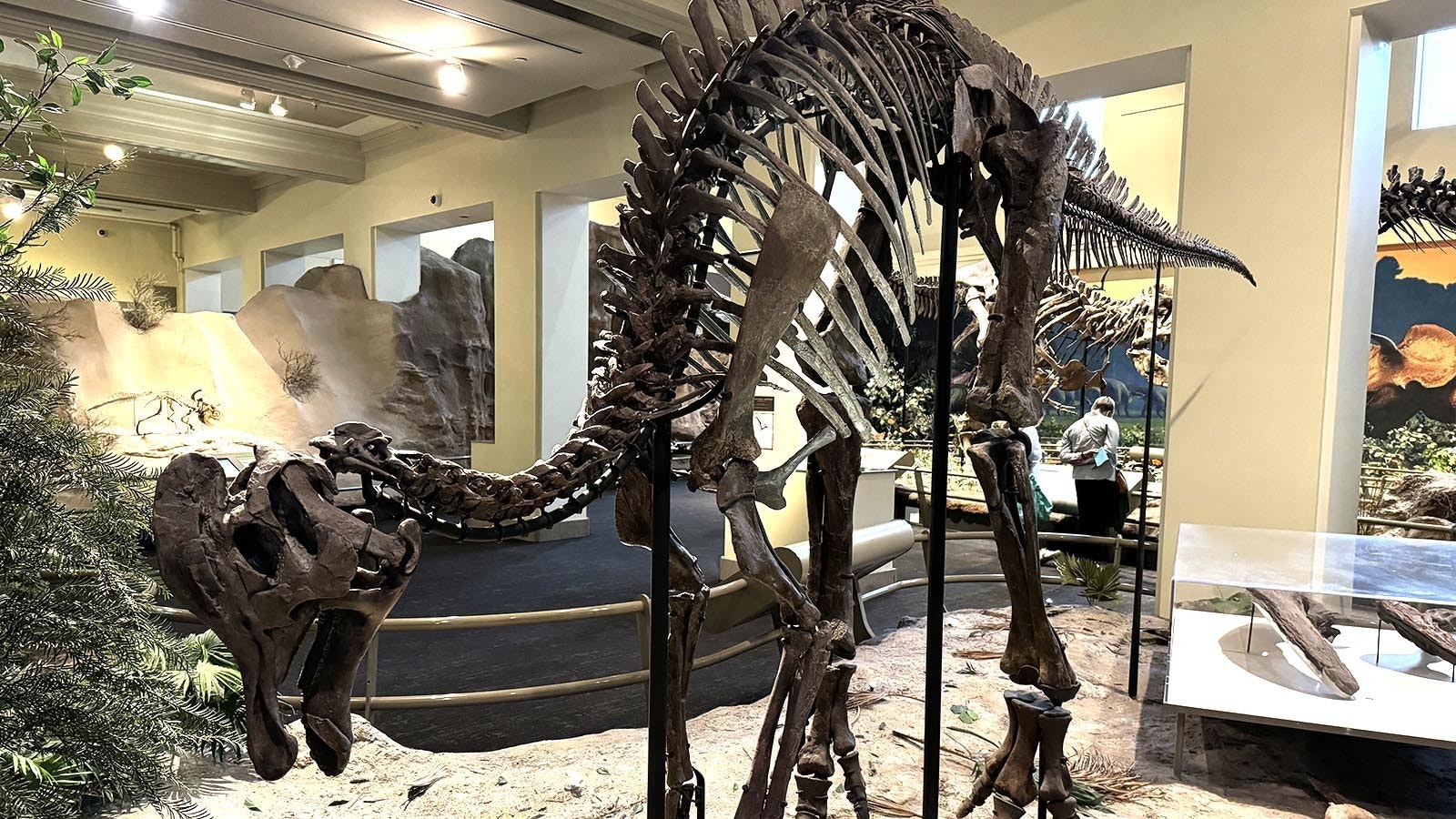 A Corythosaurus skeleton on display at the Carnegie Museum of Natural History in Pittsburgh, Pennsylvania.