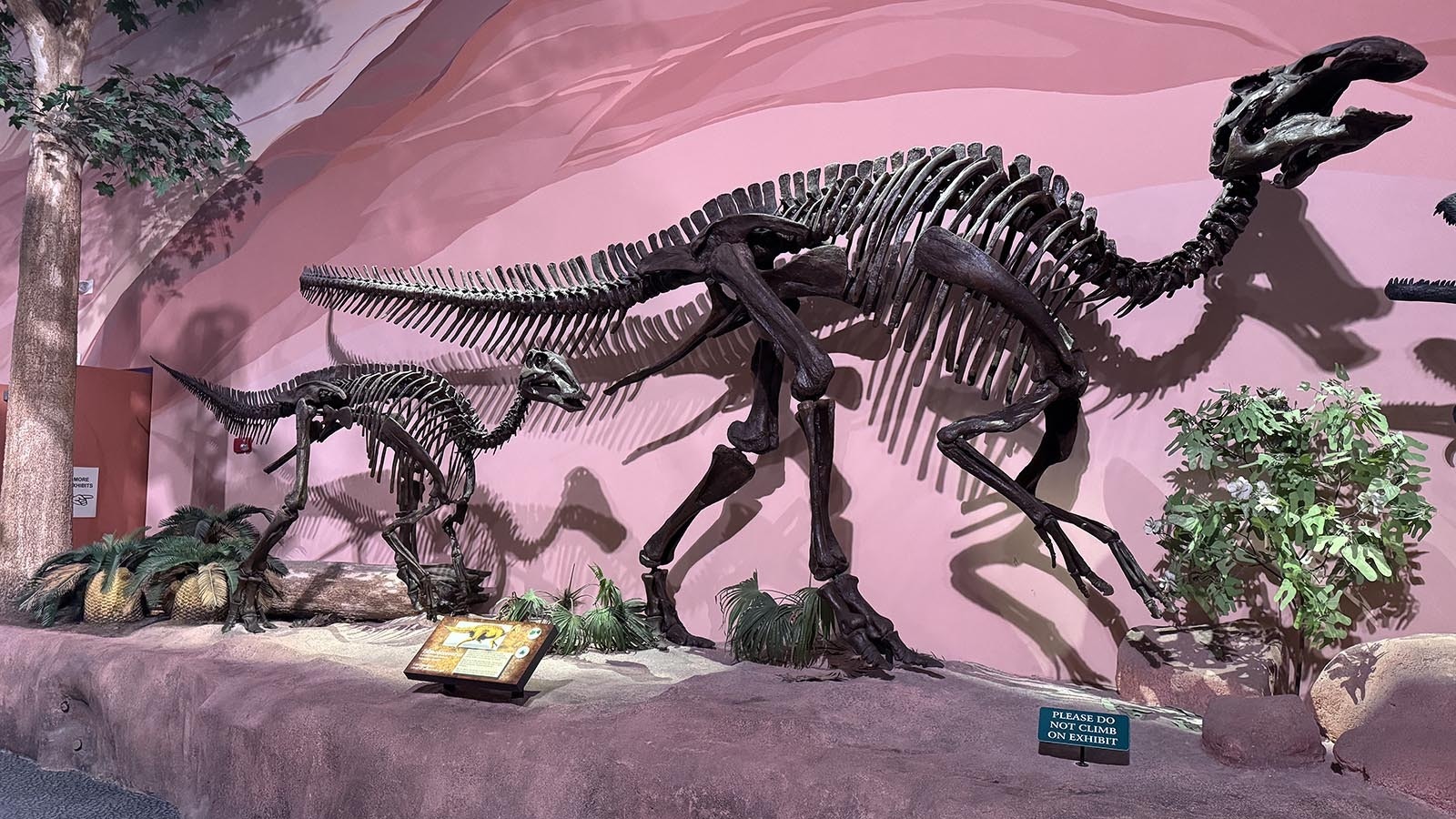 Edmontosaurus skeletons on display at the North American Museum of Ancient Life at Thanksgiving Point in Lehi, Utah.