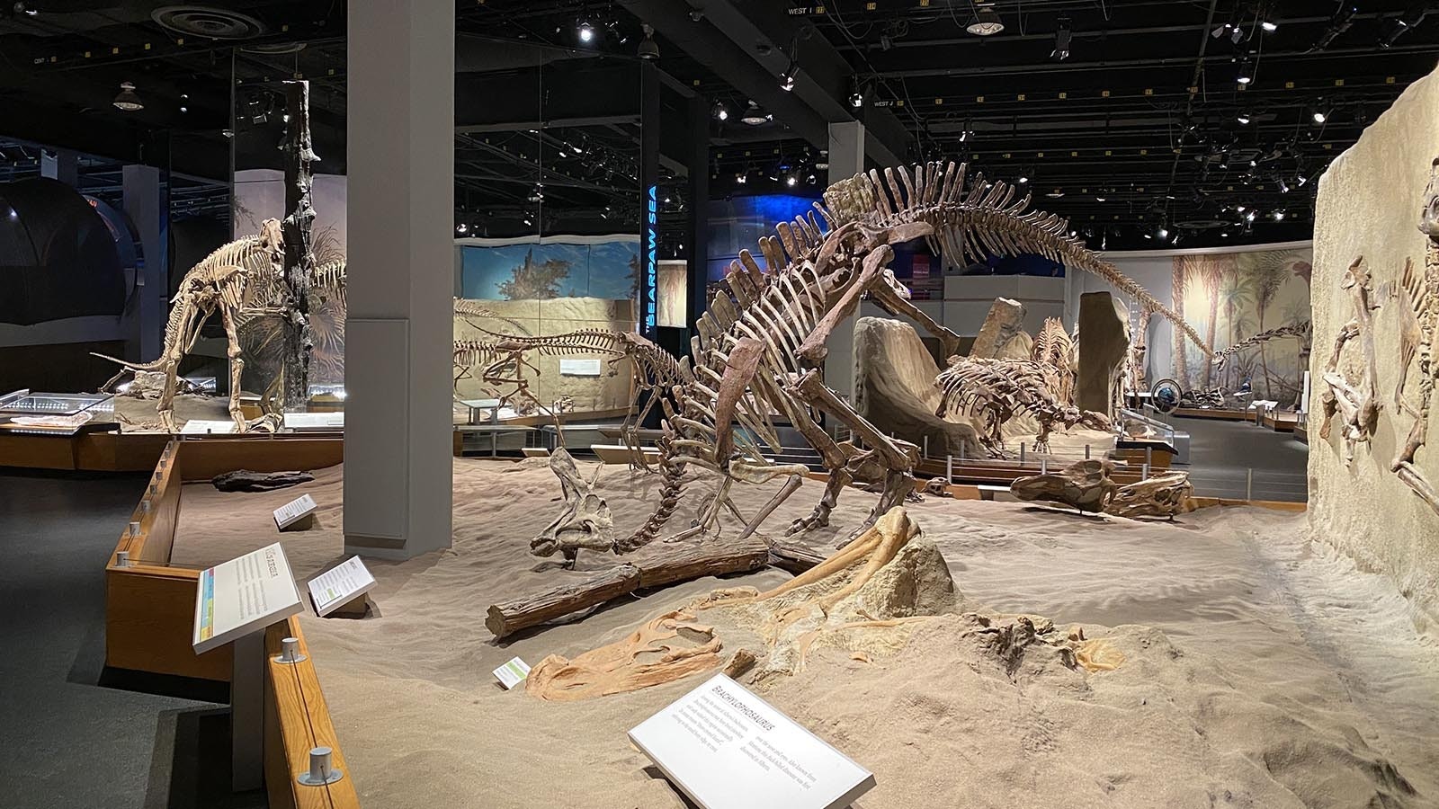 The skeletons of two hadrosaurs, Lambeosaurus and Saurolophus, on display at the Royal Tyrrell Museum of Paleontology in Alberta, Canada.
