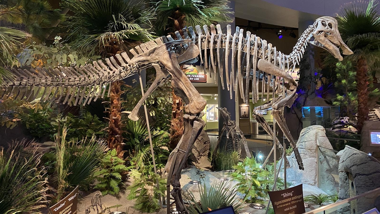 A Hypacrosaurus skeleton on display at the Children's Museum of Indianapolis in Indiana.