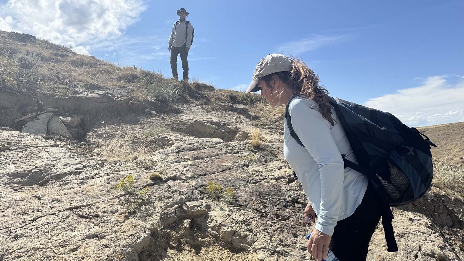 A series of dinosaur tracks exposed on the side of a ravine near Glenrock. Tracks like these are one of the thousands of fossils that have been discovered as part of the Glenrock Paleon Museum's Triceratops Gulch Project.
