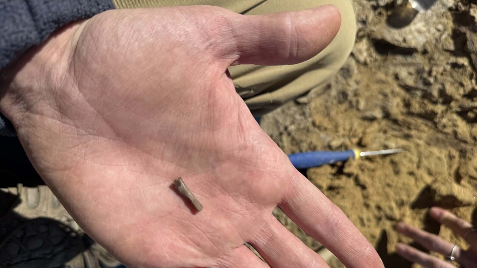 The tiny radius of a Late Cretaceous mammal, found at "Stuart's Site," one of 70 sites being explored and excavated as part of the Glenrock Paleon Museum's Triceratop Gulch Project.